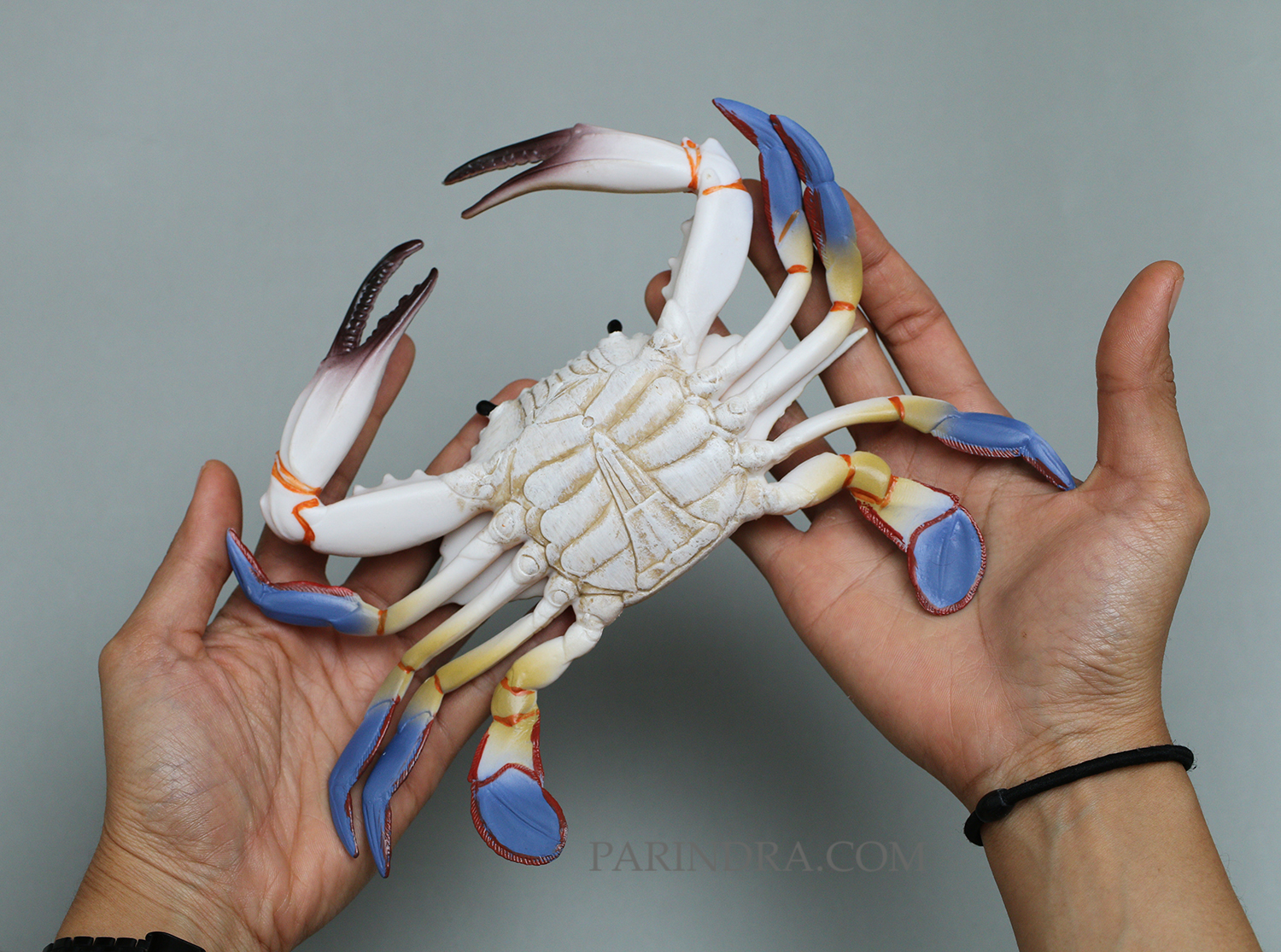 โมเดลจำลอง ปูม้าเพศผู้ ปูดาว สวยงาม เหมือนจริงมากๆ