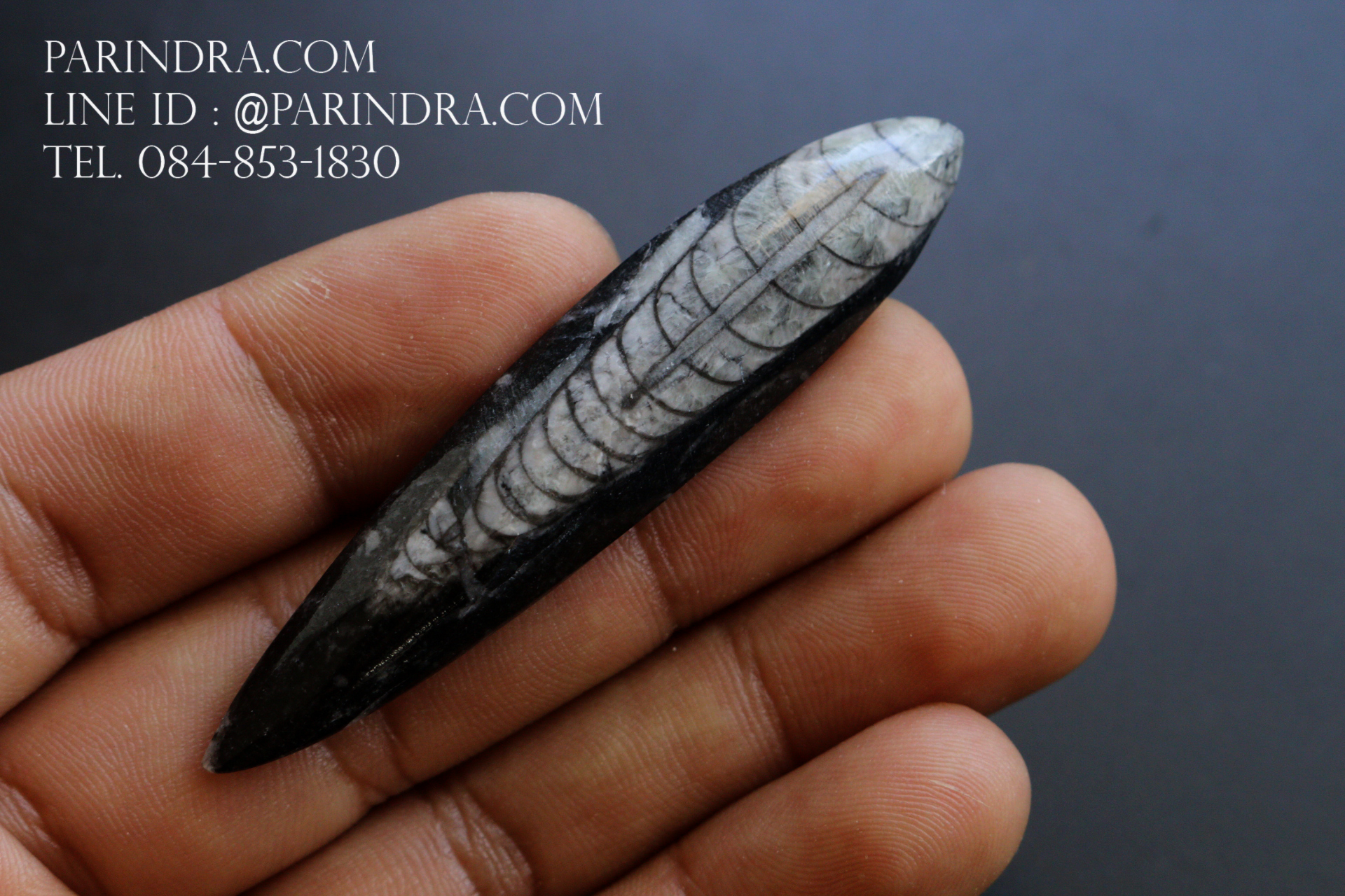 ฟอสซิล Nautiloid ออโทเซอรัส (Orthoceras sp.) - จาก Morocco #OT005