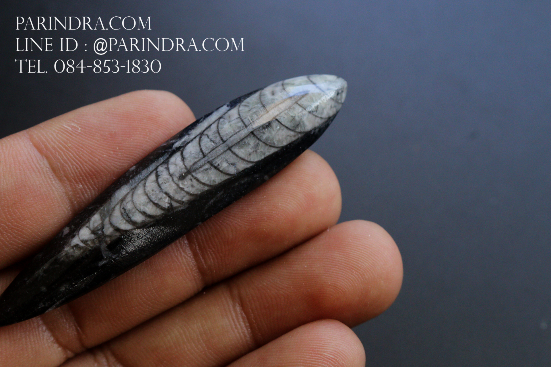 ฟอสซิล Nautiloid ออโทเซอรัส (Orthoceras sp.) - จาก Morocco #OT005