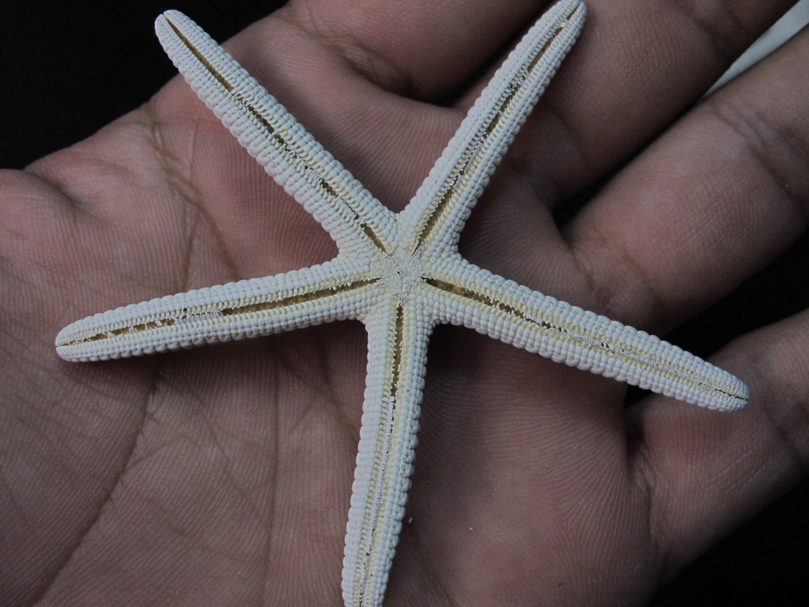 ปลาดาวขนาดเล็ก 3 นิ้ว ราคา ตัวละ 35 บาท