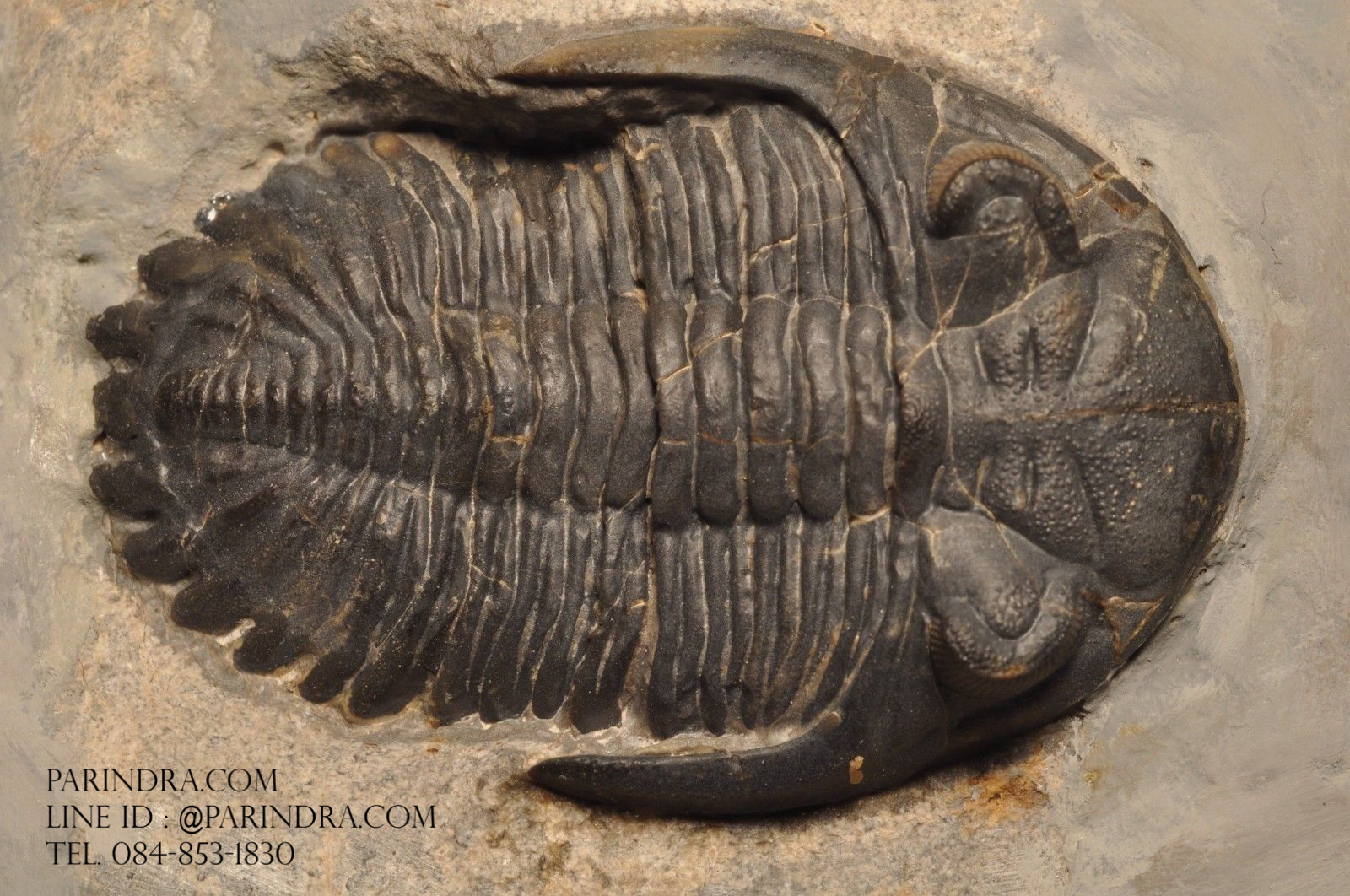 ฟอสซิล Trilobite Hollardops sp. Alnif, Morocco #TLB006