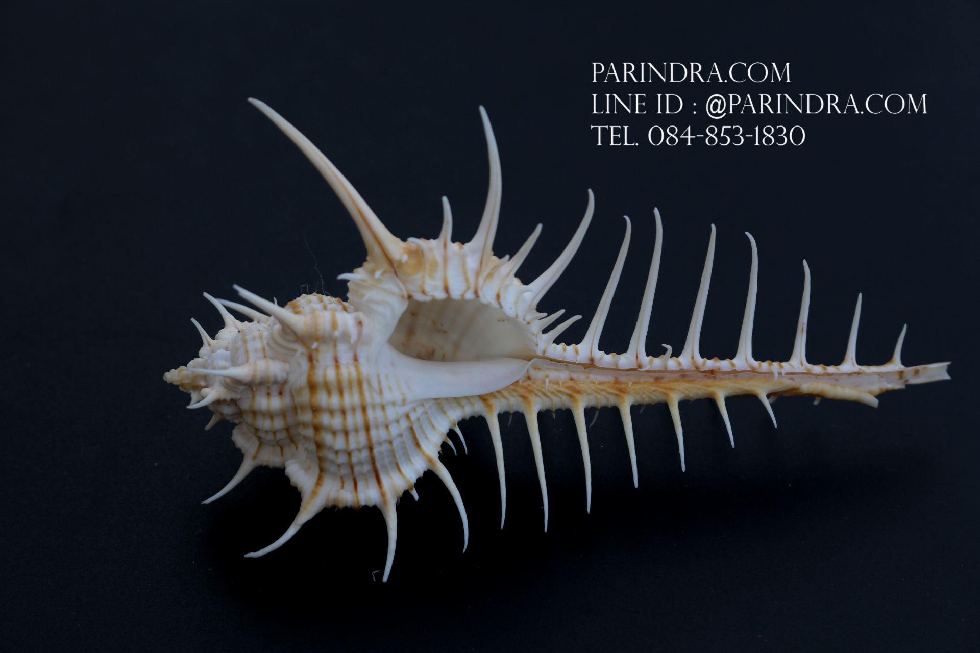 หอยสังข์หวี หอยสังข์หนาม (Murex pecten) ขนาด นิ้ว #MUREX006