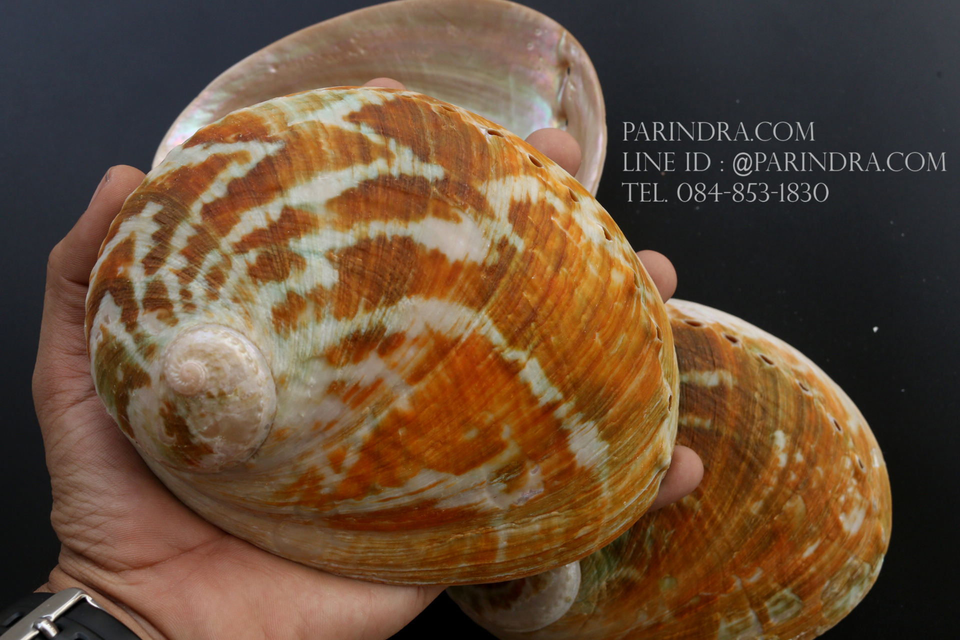 เปลือกหอยเป๋าฮื้อแท้ (Abalone) Australia ผิวธรรมชาติ ขนาดใหญ่ 6 นิ้ว สำหรับตกแต่งหรือสะสม