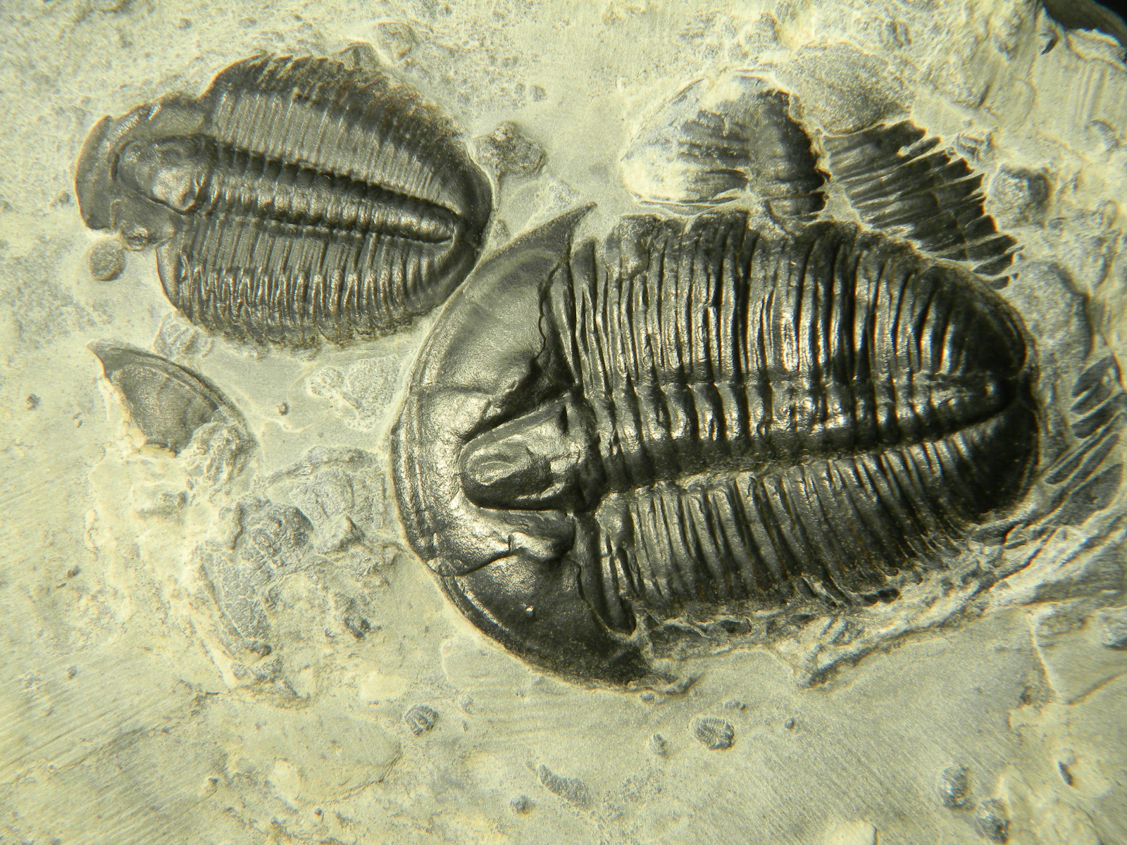 ฟอสซิล Trilobite จากรัฐ Utah USA T3 #TLB004