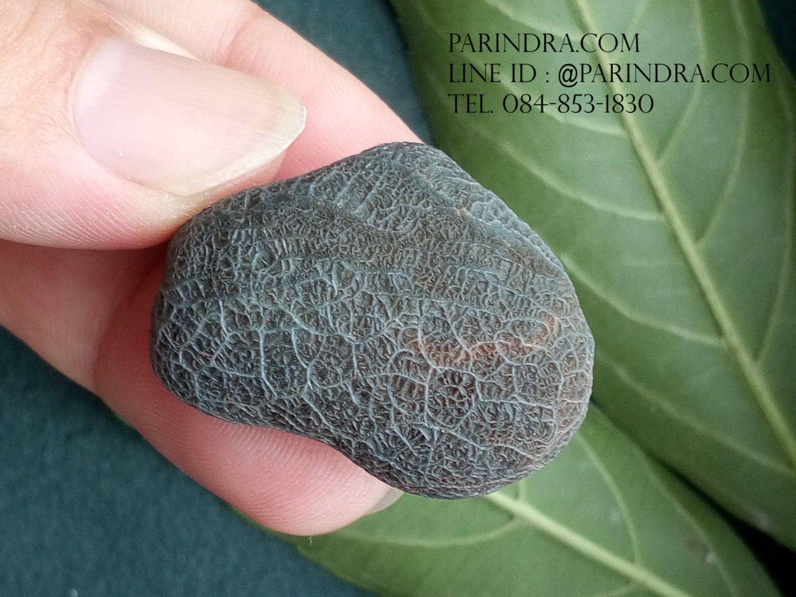 หินรูปทรงประหลาดจากทะเลทรายโกบี GOBI Filament Stone #GOBI002