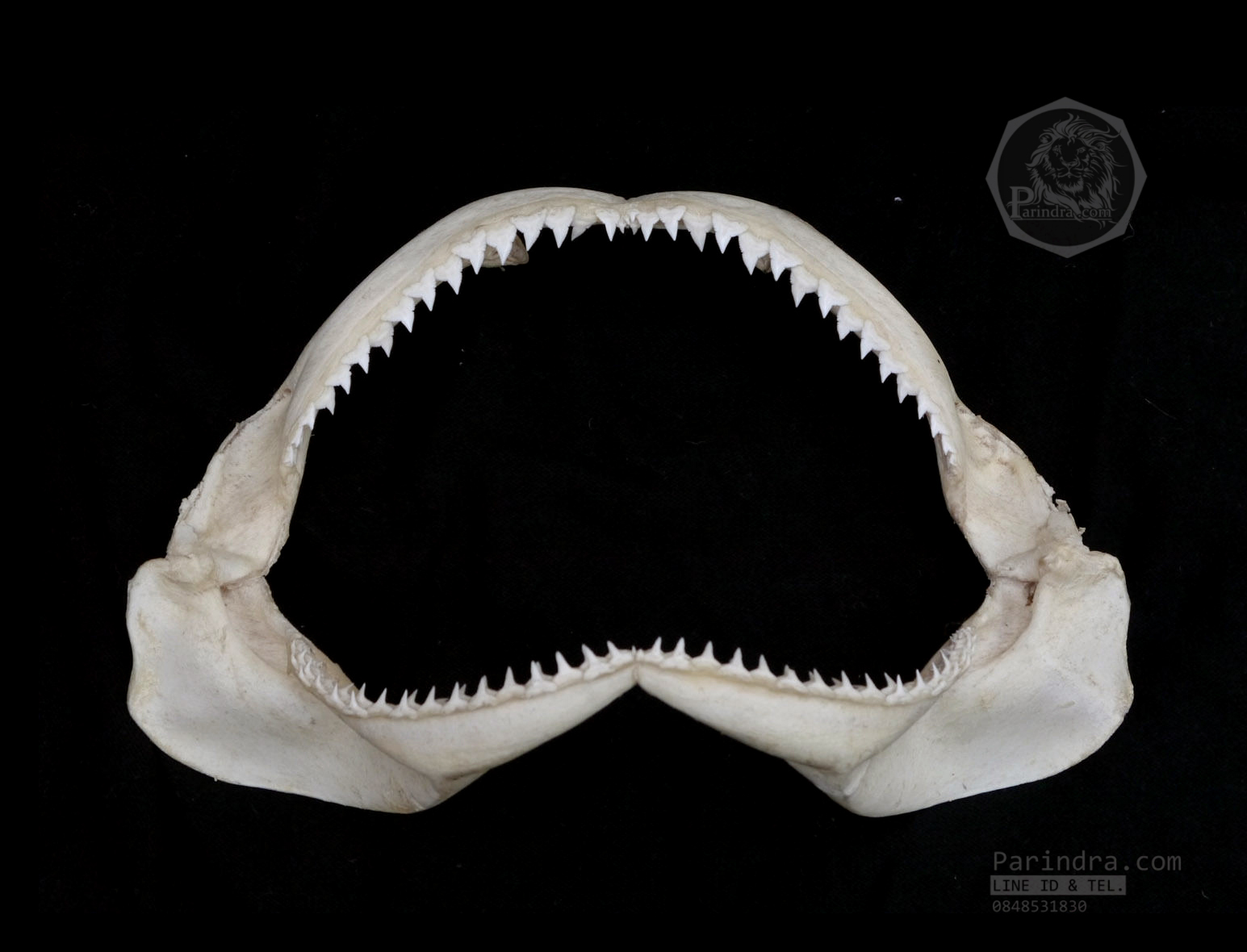 ปากปลาฉลามสำหรับตั้งโชว์ ขนาด 10 นิ้ว (Carcharhinus plumbeus) SHJ001