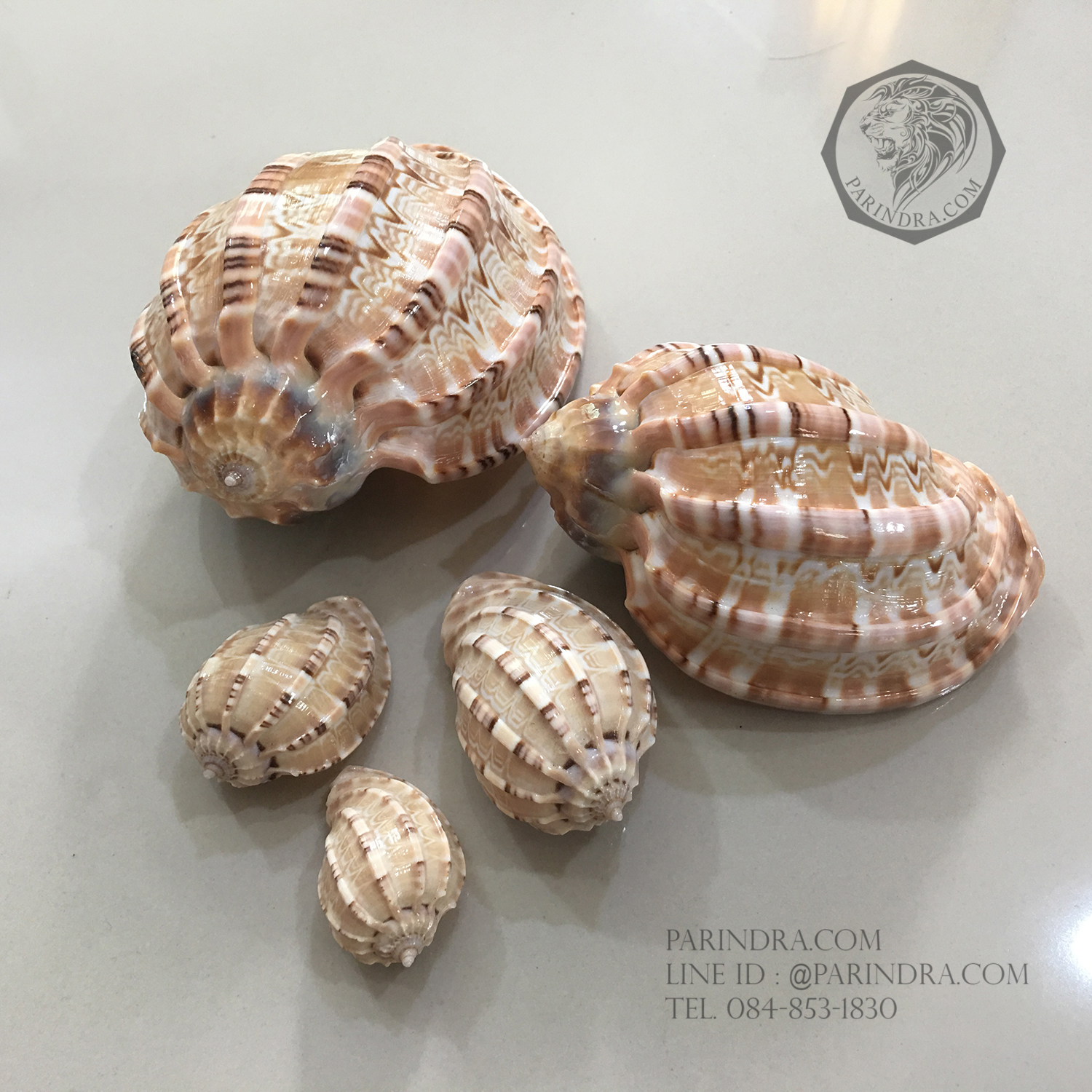 เปลือกหอยมะเฟือง #Harpa articularis จัดเซ็ต 1