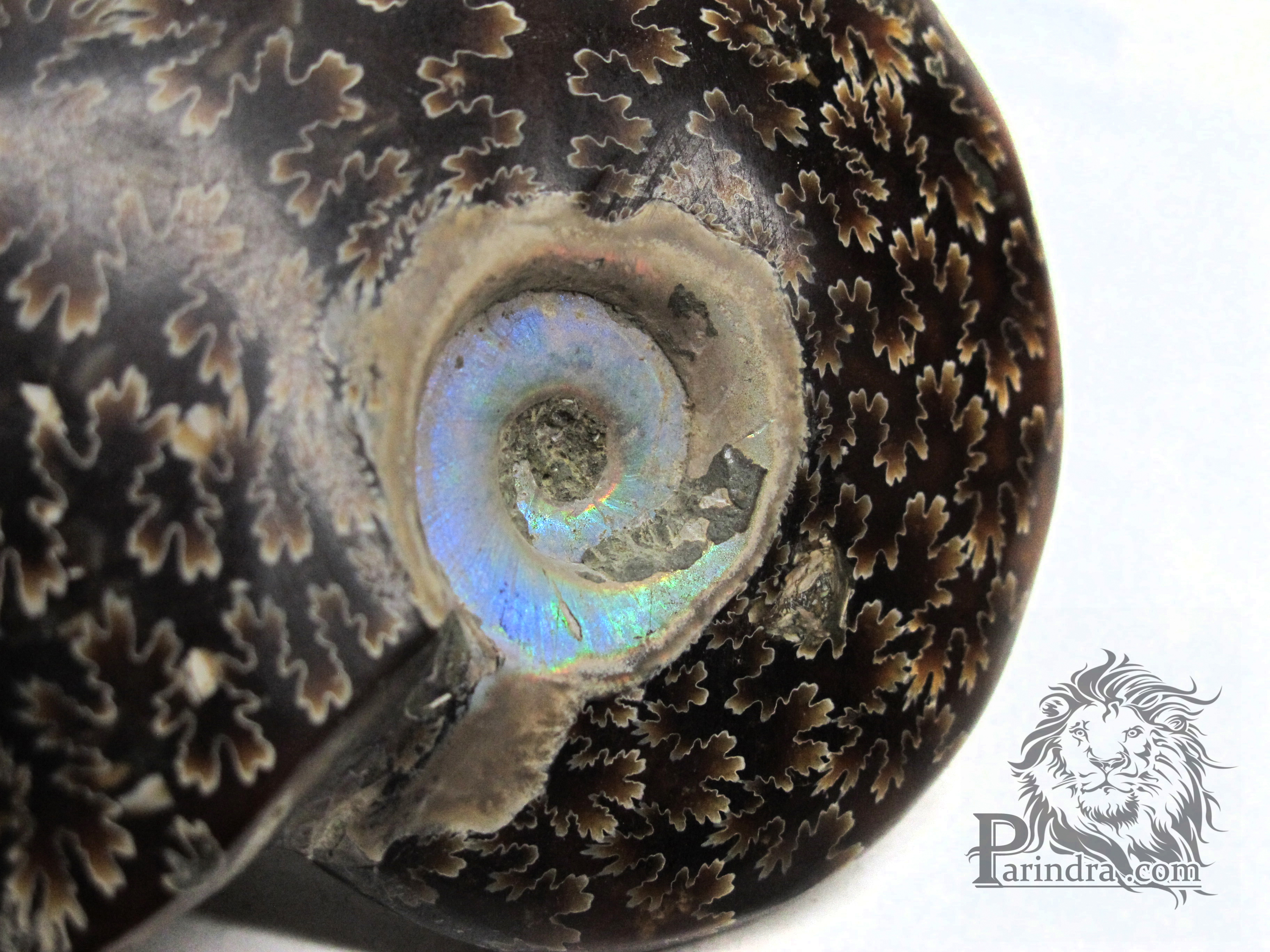 ฟอสซิล Ammonite (Cleoniceras besairiei) Fossil M4 คัดสวยพิเศษ