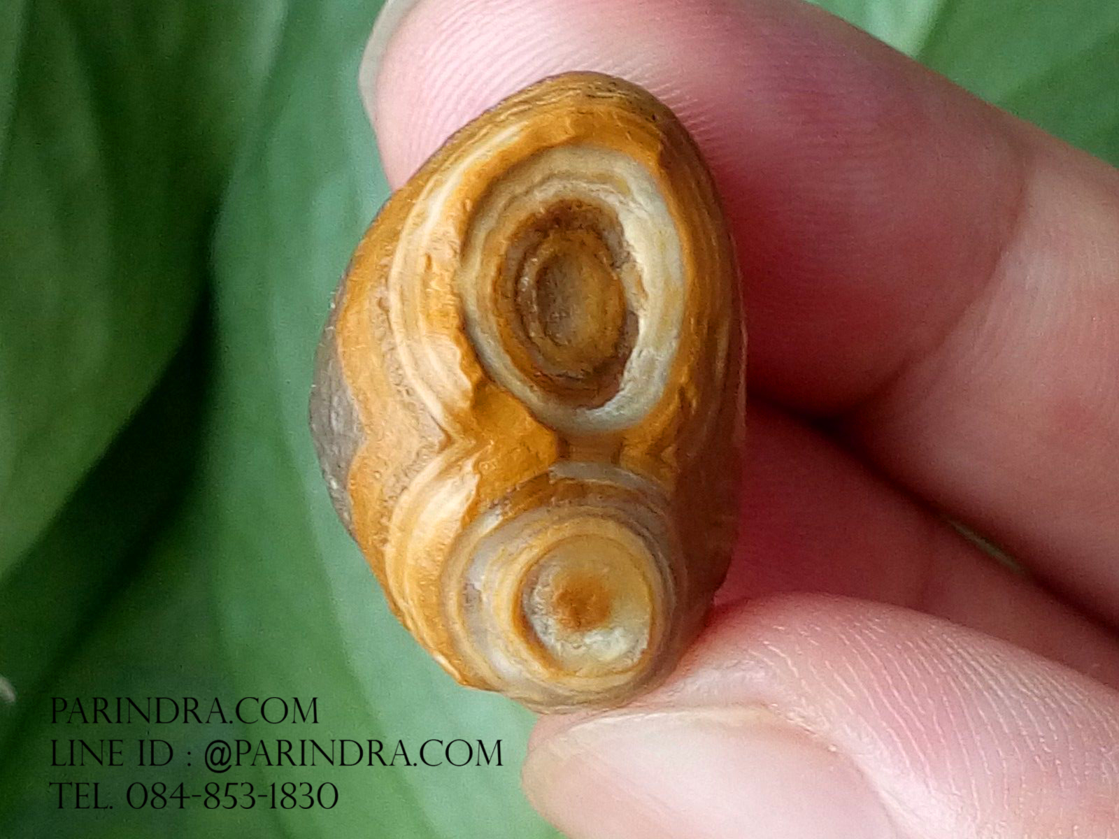 หินรูปทรงประหลาดจากทะเลทรายโกบี GOBI Eye Stone #GOBI001