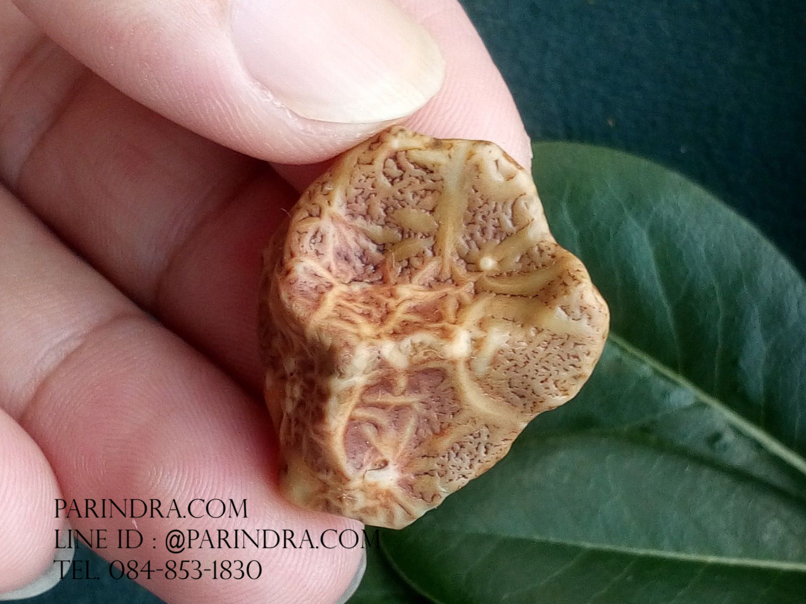 หินรูปทรงประหลาดจากทะเลทรายโกบี GOBI Fish Roe Stone #GOBI008