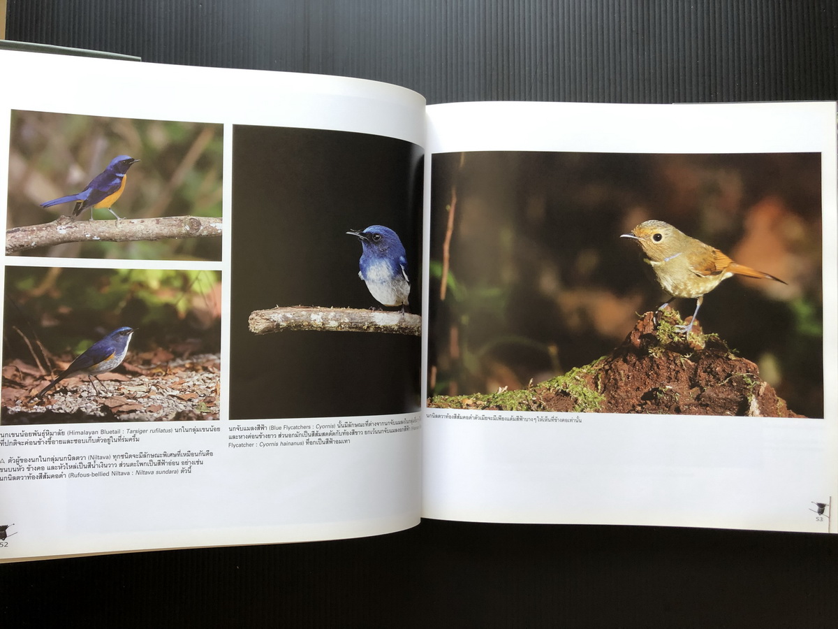 นกและสัตว์ป่าเมืองไทย สายใยแห่งธรรมชาติ