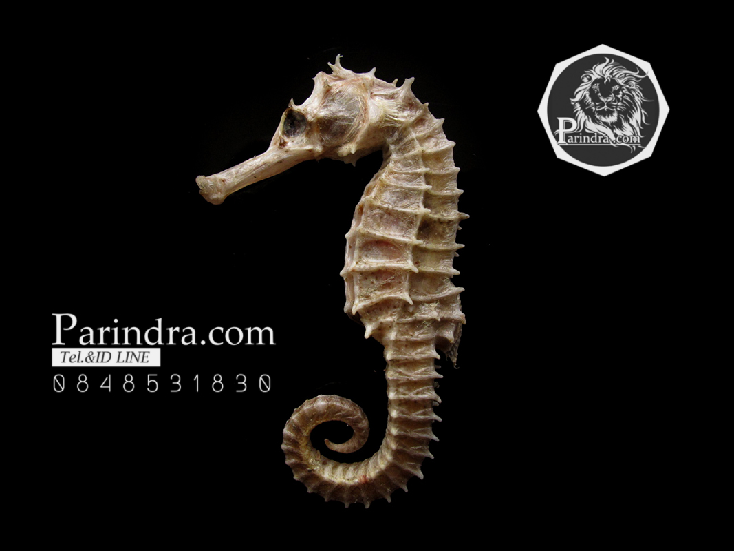 ม้าน้ำตากแห้ง สำหรับเป็นของที่ระลึกหรือพวงกุญแจ 031