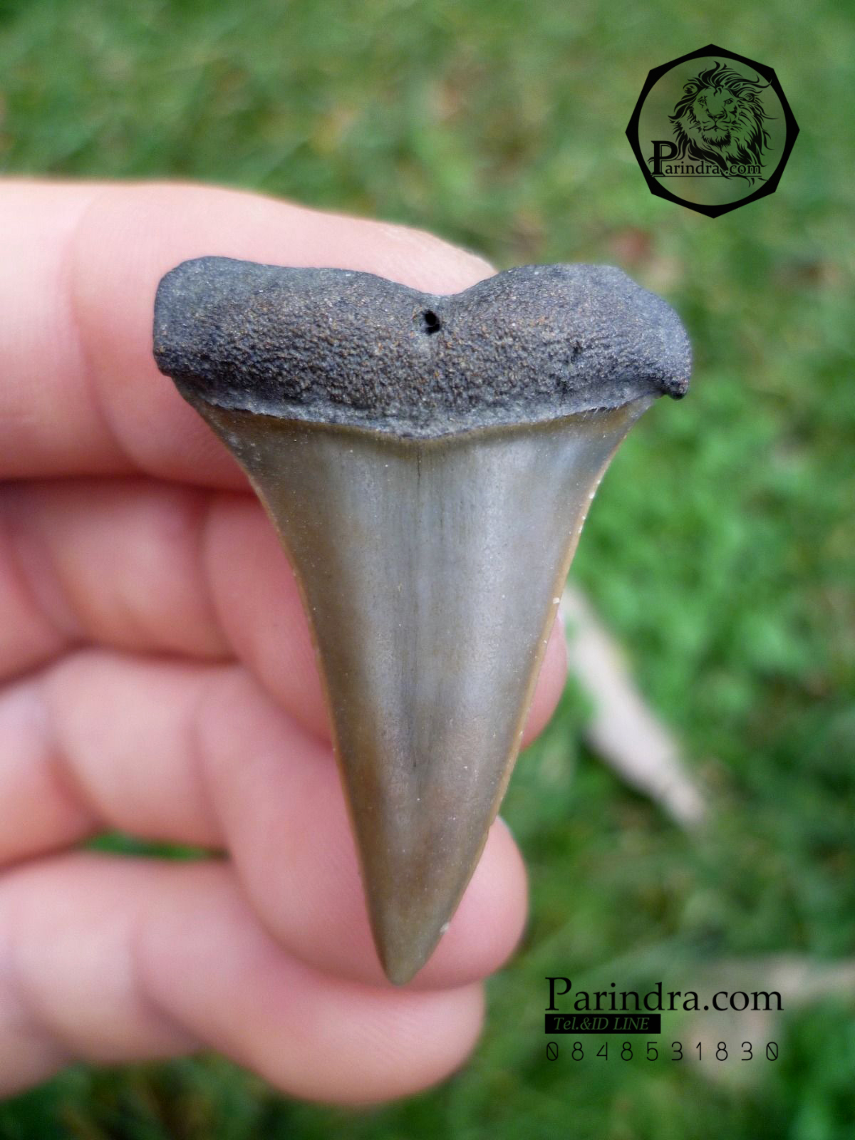 ฟันฉลามมาโก Mako Shark tooth จาก ประเทศเบลเยี่ยม สีออกเทา ขนาด 1.43" นิ้ว #MKT000