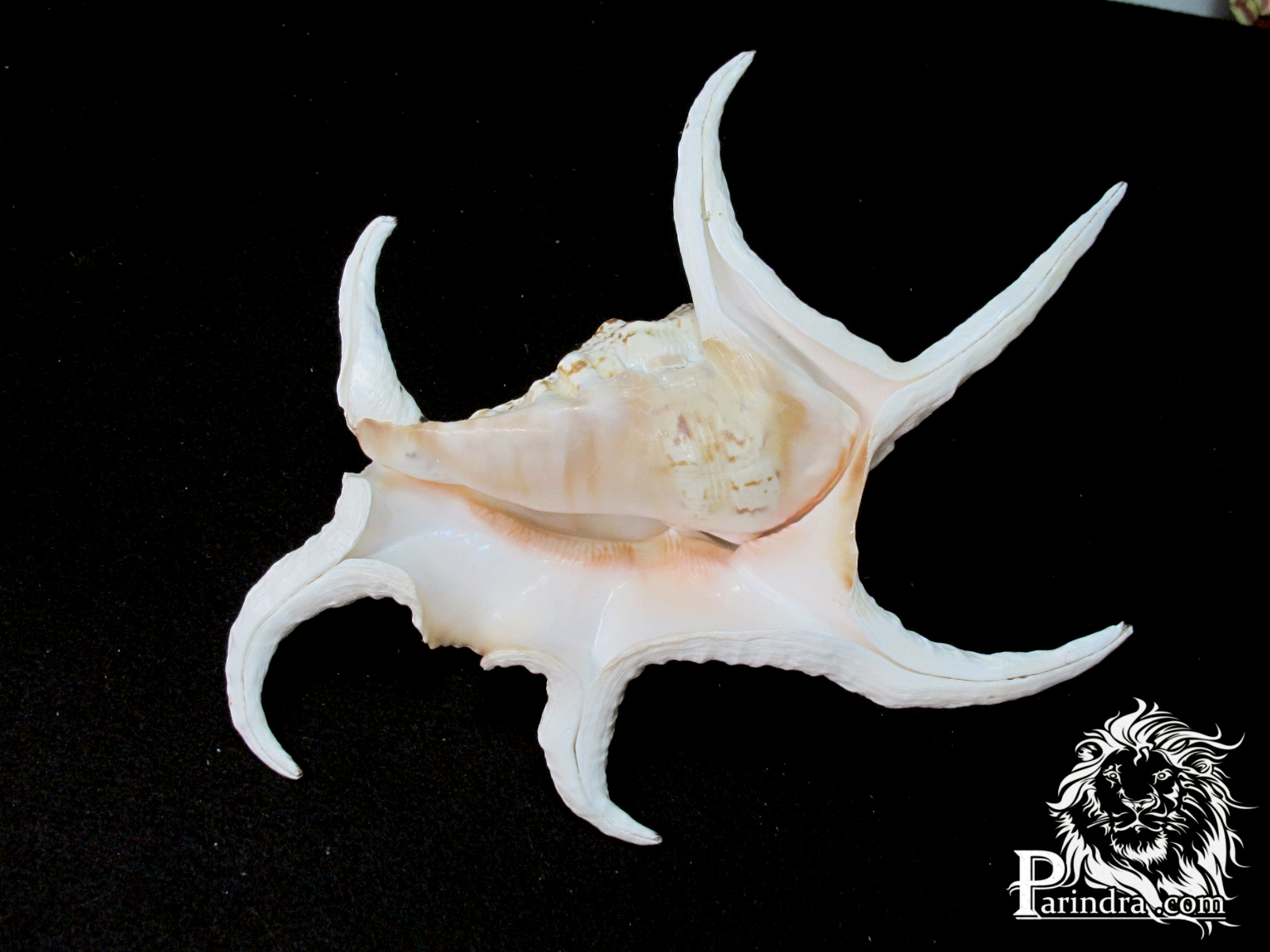 ขายเปลือกหอยจักรนารายณ์ Lambis chiragra สภาพสมบูรณ์ #LC000