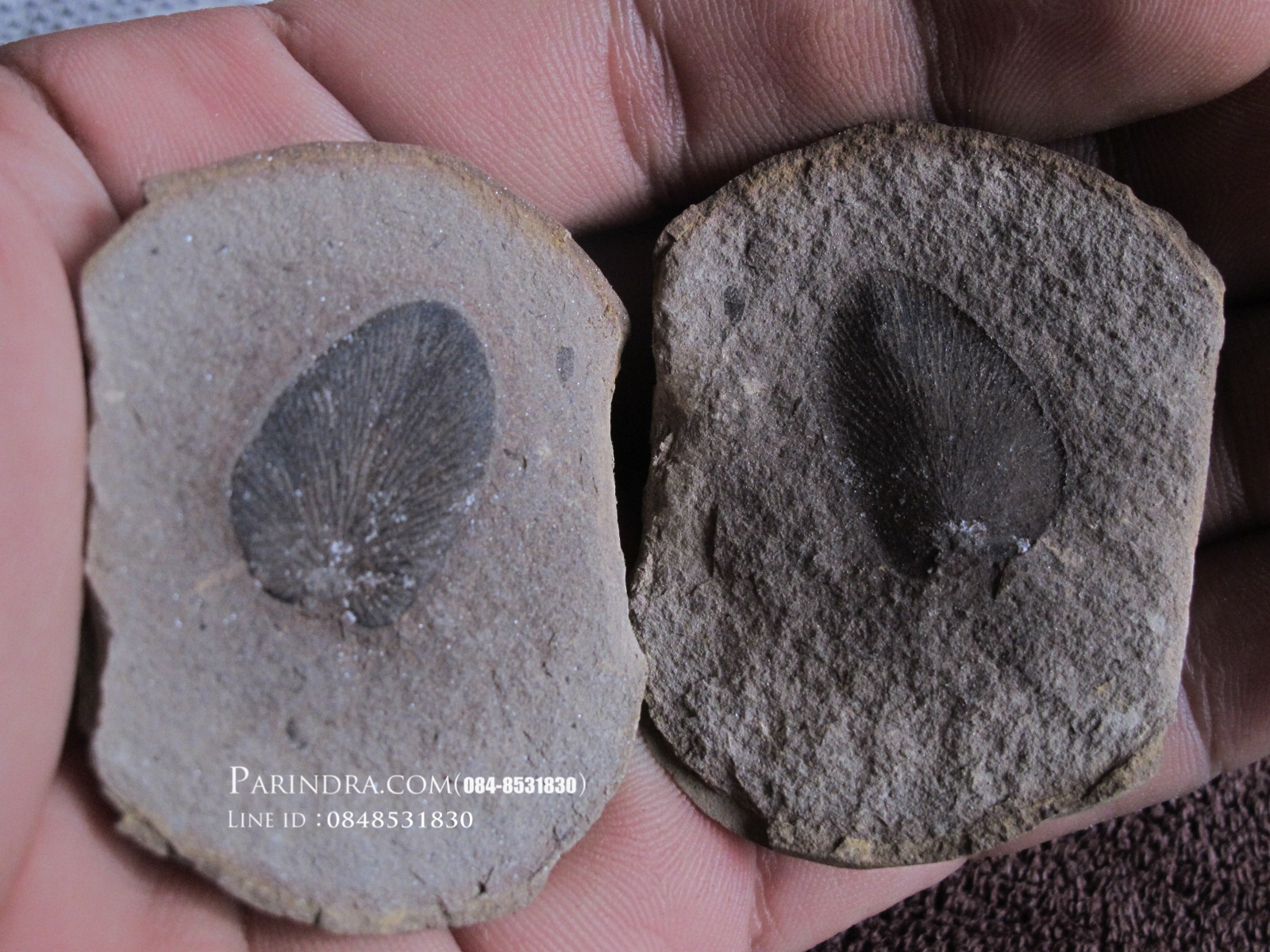 ฟอสซิลใบเฟิร์น (Neuropteris) แท้ 100% MAZON CREEK Illinois, USA #FRN000