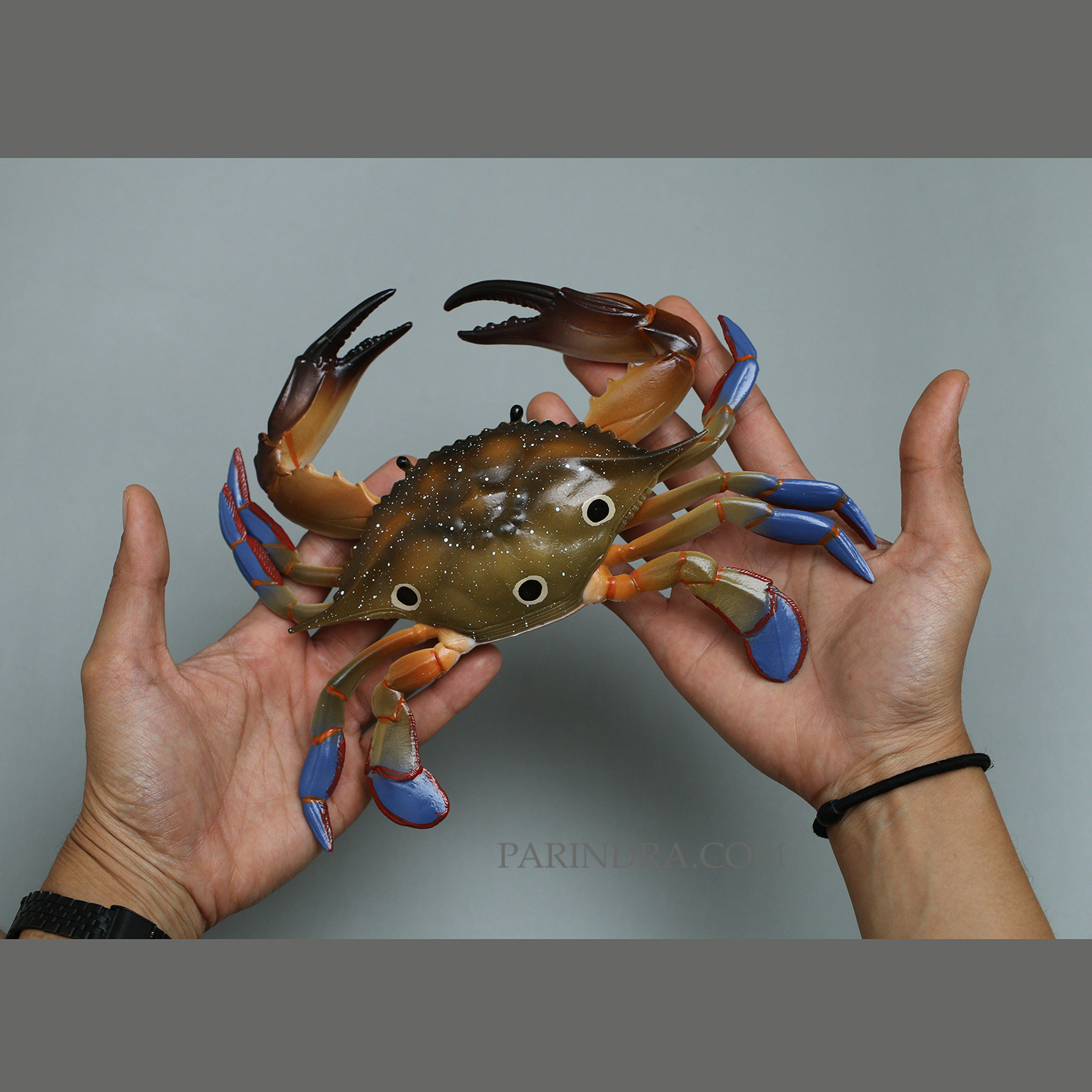 โมเดลจำลอง ปูม้าเพศผู้ ปูดาว สวยงาม เหมือนจริงมากๆ