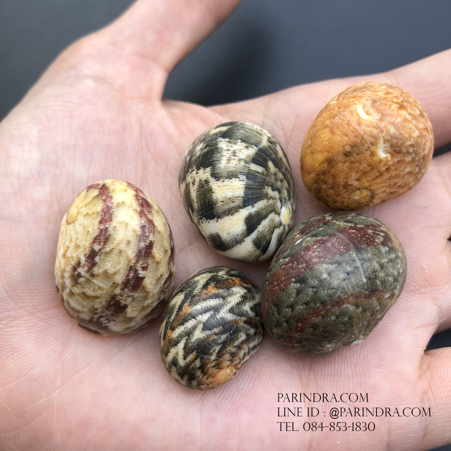 เซ็ตเปลือกหอยน้ำพริก หอยนกหวีด Nerita sp. เป่ามีเสียง สีสวย Set 5