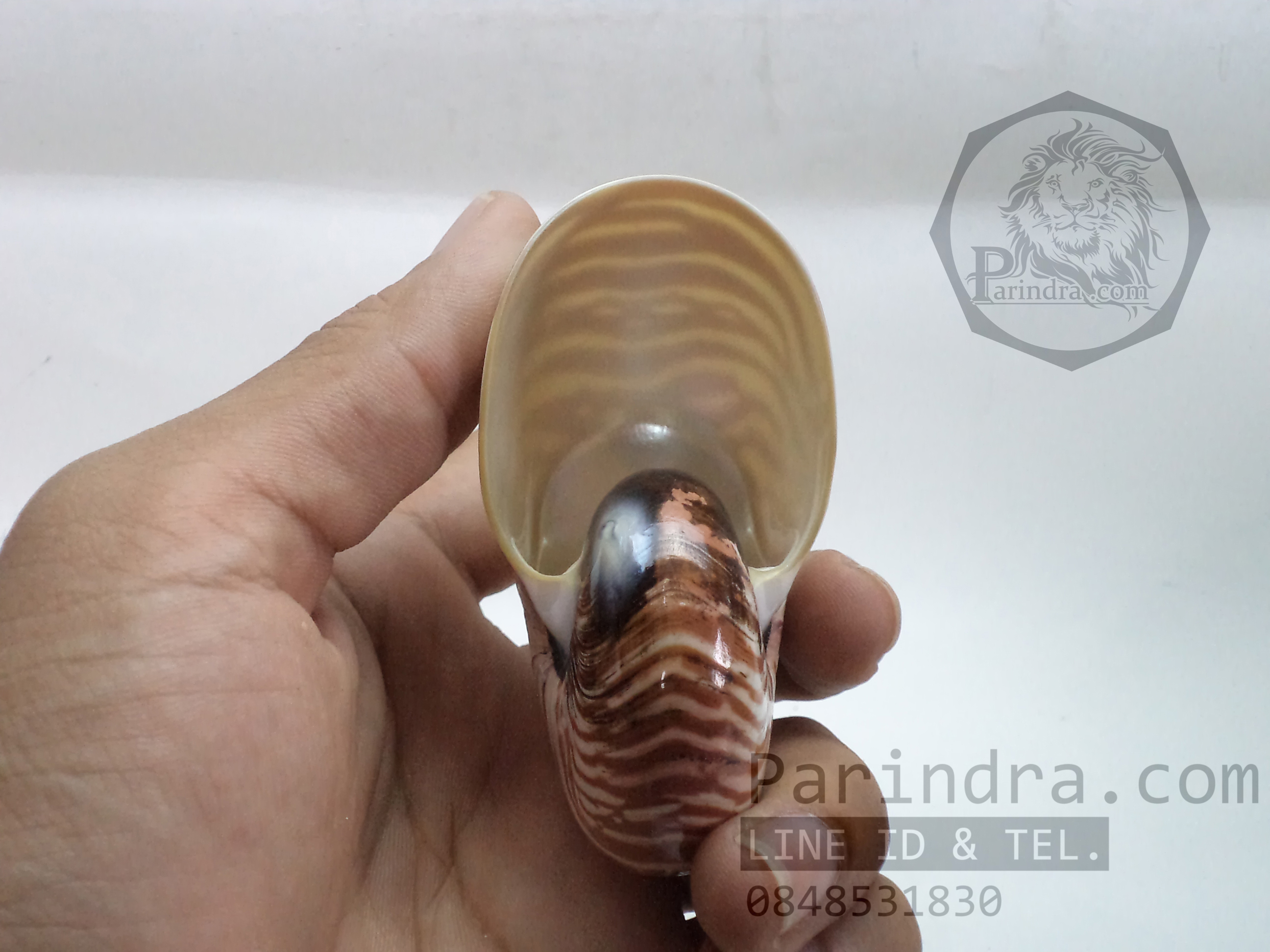 เปลือกหอย นอติลุส หอยงวงช้าง ขนาดเล็ก ขนาด 3 นิ้ว ผิวสีธรรมชาติ 001