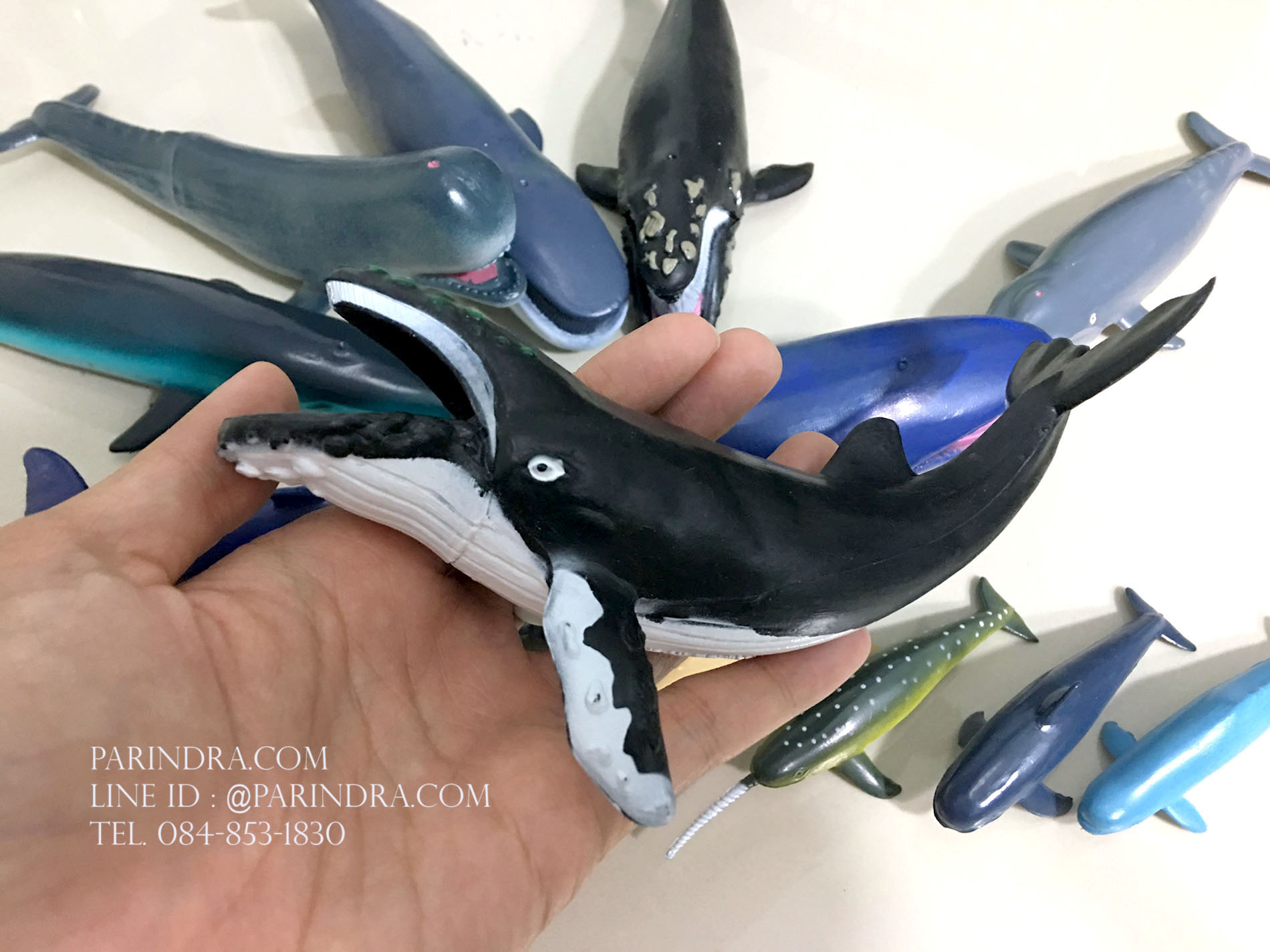 โมเดลสัตว์ทะเล ชุด Ocean World กลุ่ม วาฬ หลากหลายสายพันธุ์