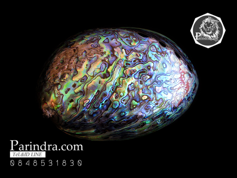 เปลือกหอยเป๋าฮื้อแท้ (Abalone) ขัด สีปีกแมลงทับ ขนาดใหญ่ คัดสวย