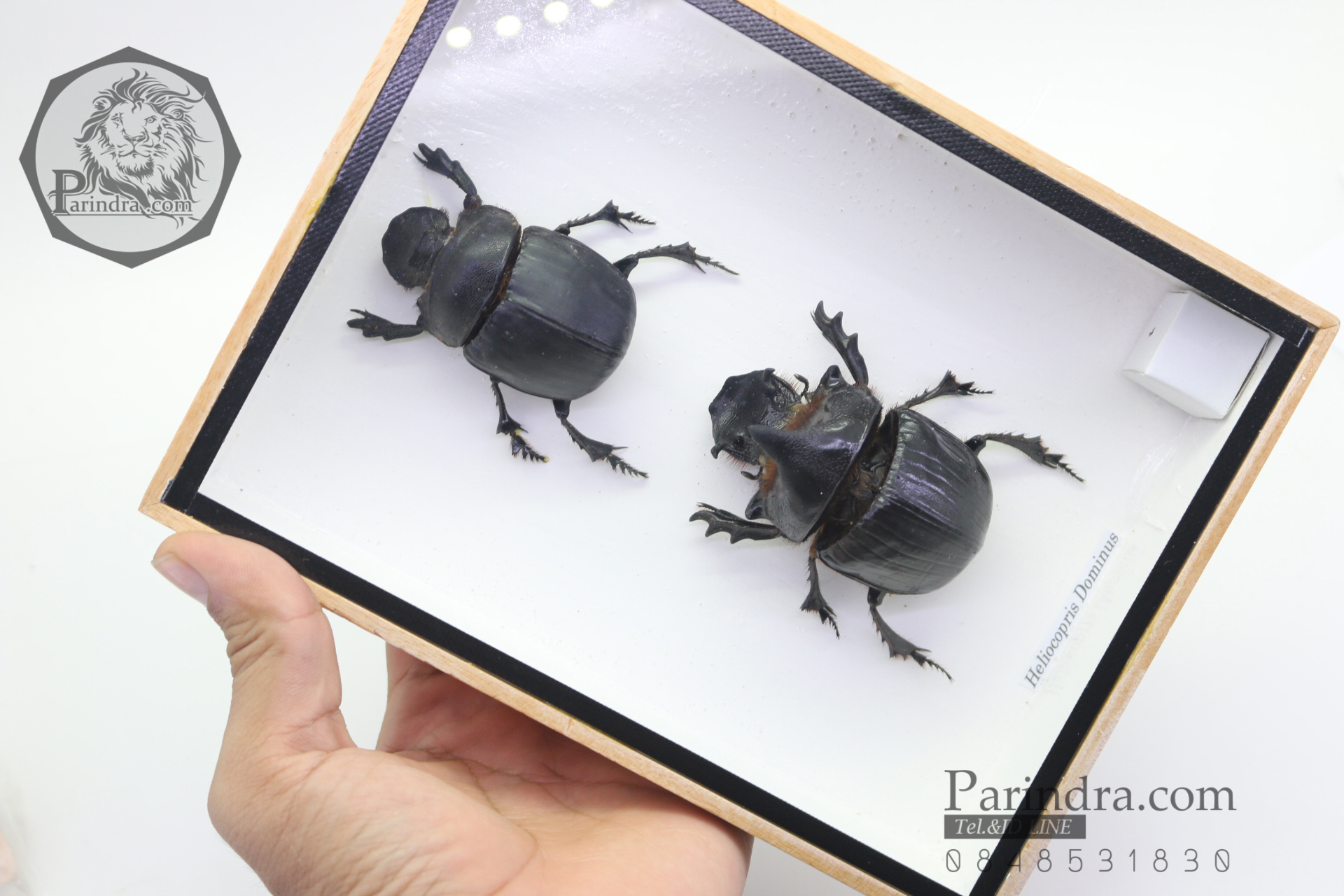 แมลงกุดจี่ยักษ์ ตัวใหญ่มาก แบบคู่ (Heliocopris dominus) ในกรอบไม้น้ำตาล สำหรับตั้งโชว์ ขนาด 6x8 นิ้ว