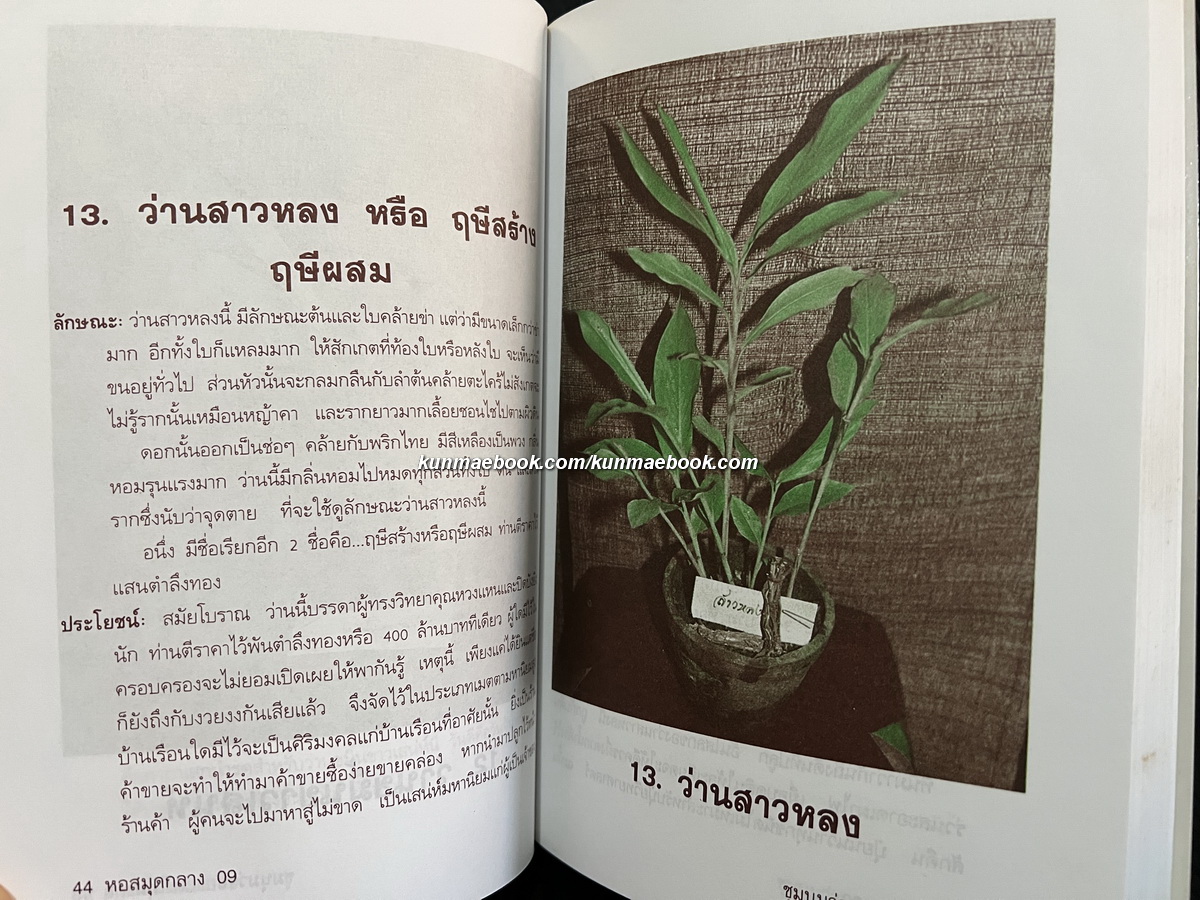 ชุมนุมว่านยาและไม้มงคล ผลงานของ รังว่าน ปากช่อง