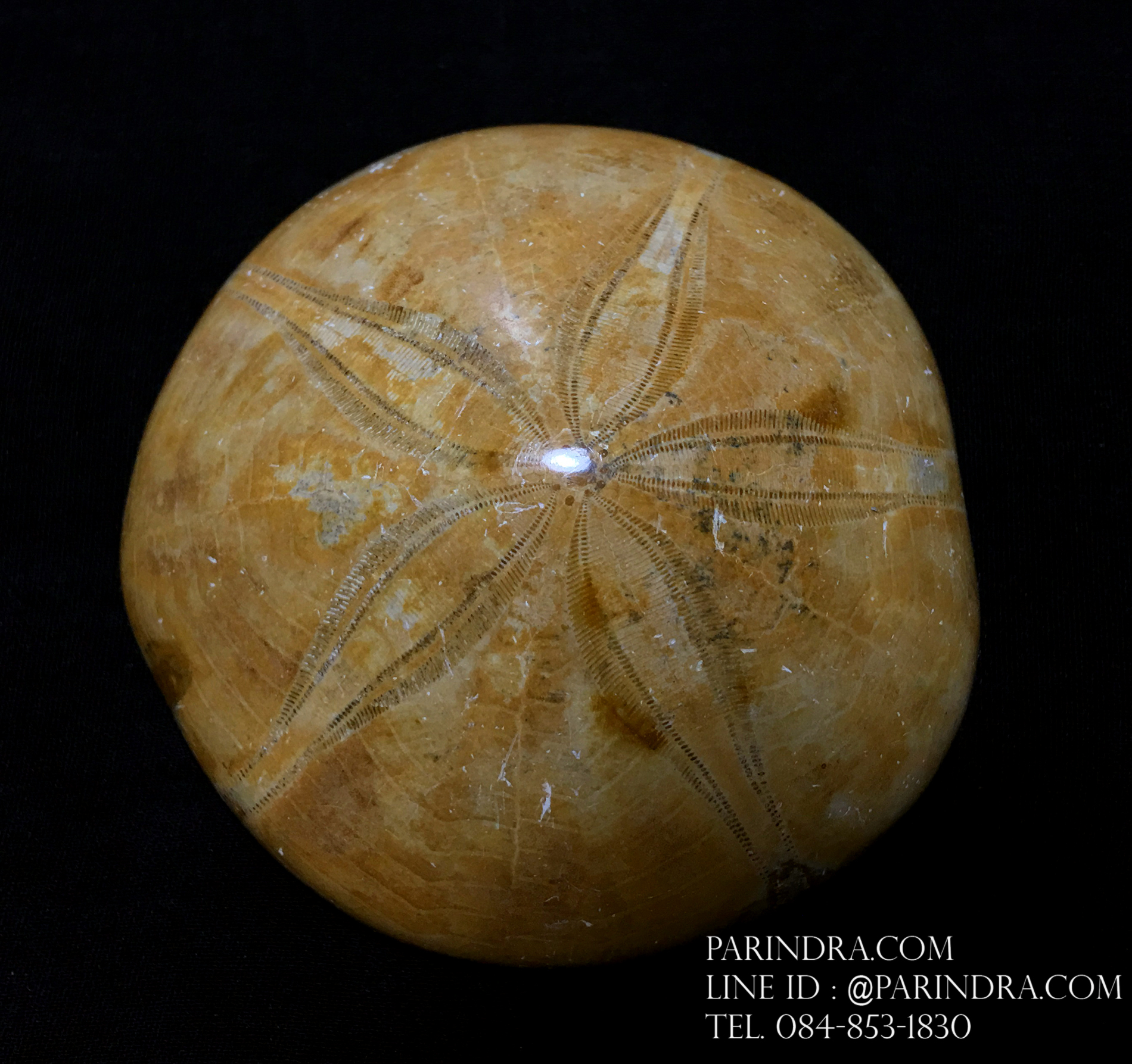 ฟอสซิล Sand Dollar FOSSIL Echinoid จาก Madagascar #SDF002