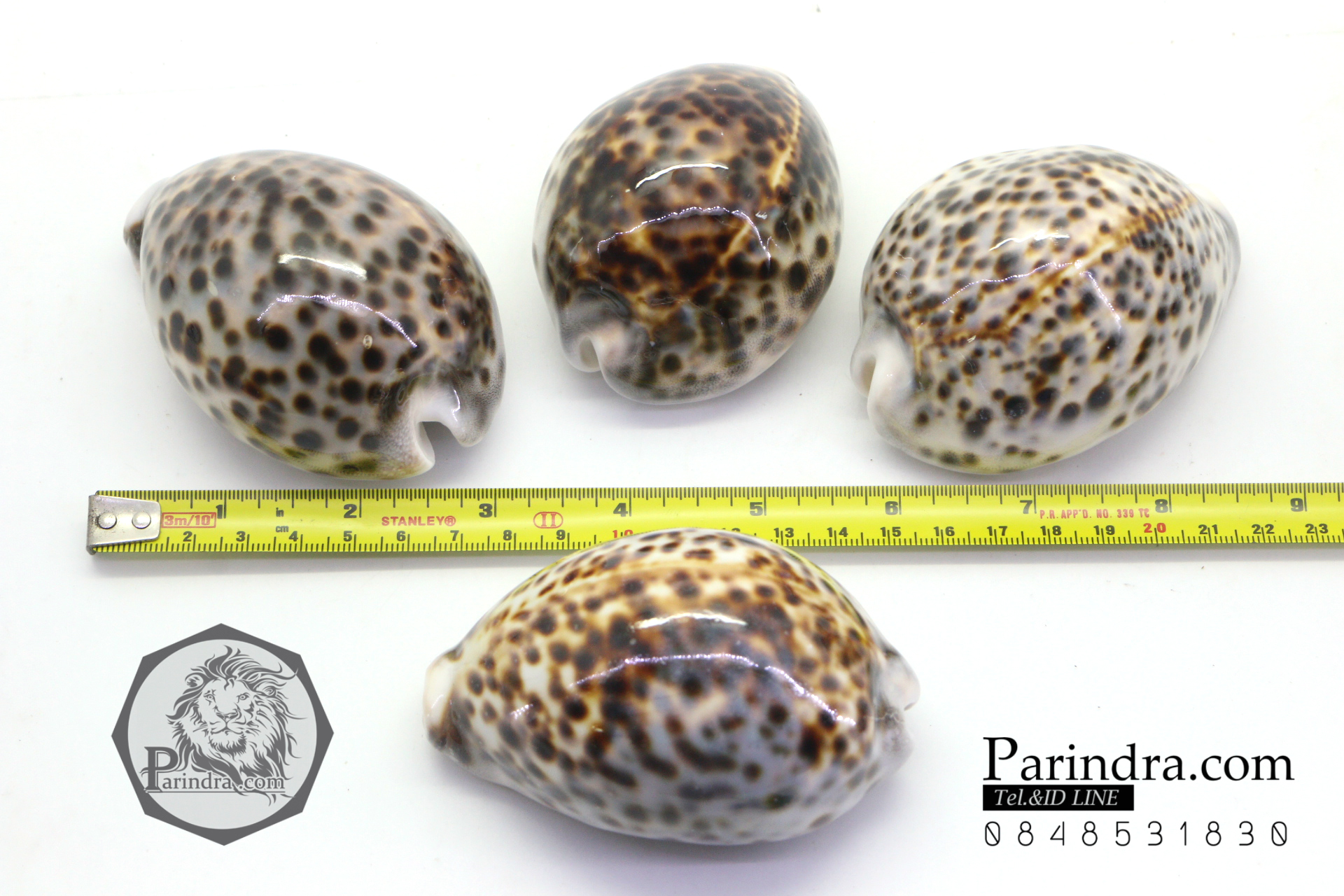 ขายเปลือกหอยเบี้ยขนาดใหญ่ หอยเบี้ยโป่งลายเสือ หอยเบี้ยลายเสือ # Cypraea tigris ขนาด 70-90 มม.