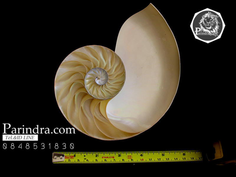 ขายเปลือกหอยงวงช้าง นอติลุสแบบผ่าซีก Nautilus Pompilus หอยหายาก