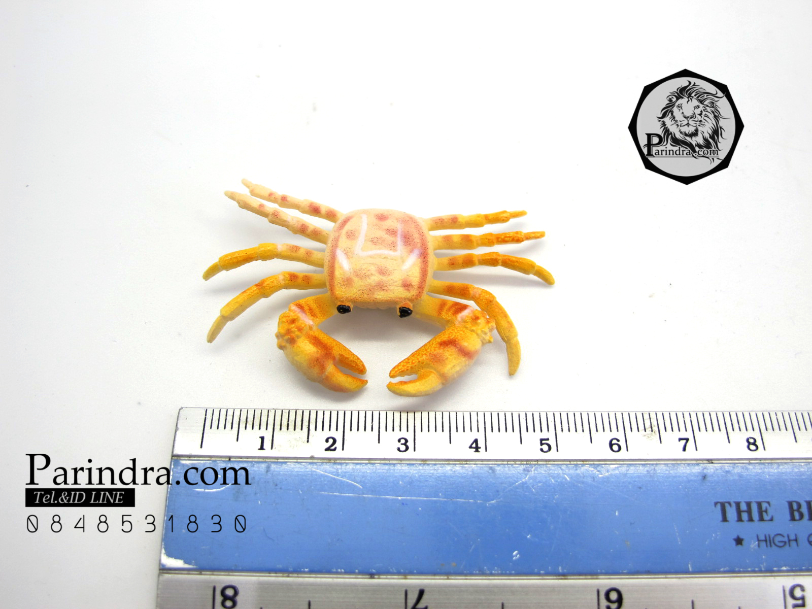 โมเดลชุดปูทะเล Educational Toys SEA CRAB มีหลายสีหลายชนิด ครบชุด 6 ตัว