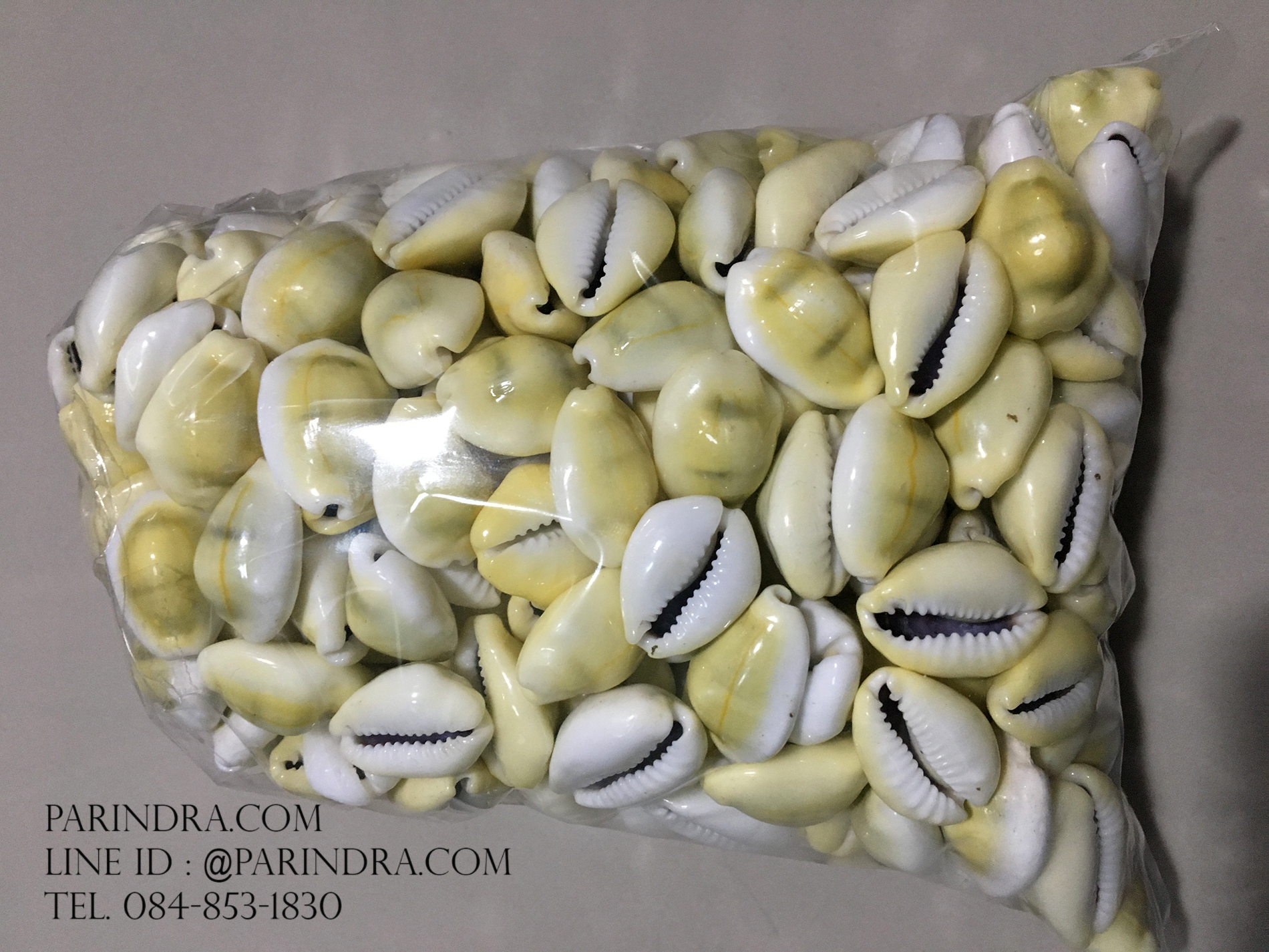 ขายเปลือกหอยเบี้ยจั๊กจั่น หอยเบี้ยจั่นแพ็คถุง 1 กิโลกรัม