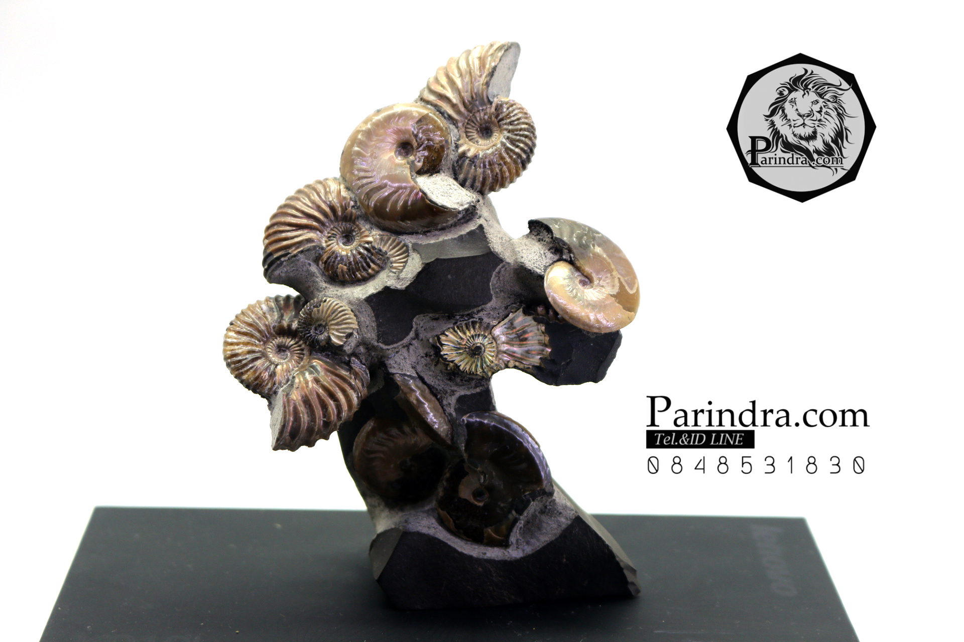 ฟอสซิล แอมโมไนต์ Ammonite Deschaesites และ Aconeceras- จาก Middle Volga, Russia #AM034