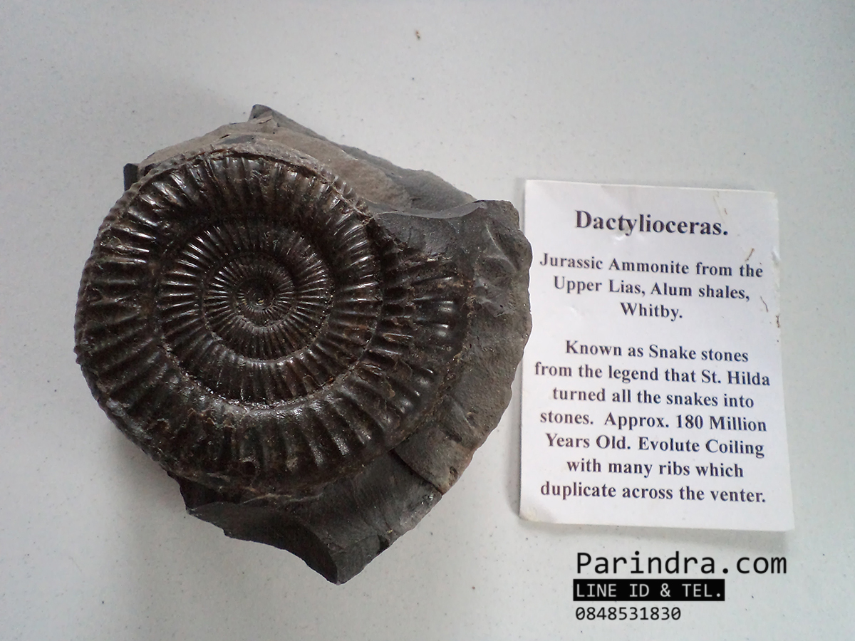 ฟอสซิลหอย Ammonite Dactylioceras commune Whitby Fossil UK #AM002