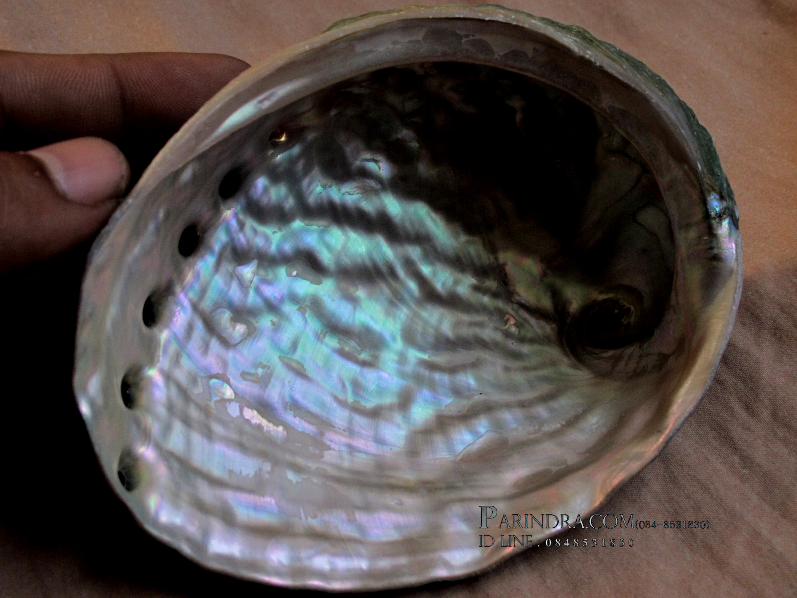 เปลือกหอยเป๋าฮื้อแท้ (Abalone) ผิวธรรมชาติ สำหรับตกแต่งและงานฝีมือ