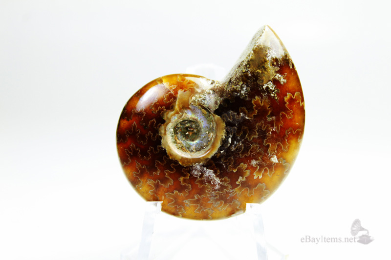 ฟอสซิลหอย Ammonite (Cleoniceras besairiei) S1