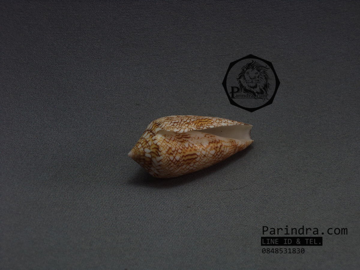 ขายเปลือกหอยเต้าปูน หอยสวยงามเพื่อการตกแต่ง สภาพสมบูรณ์