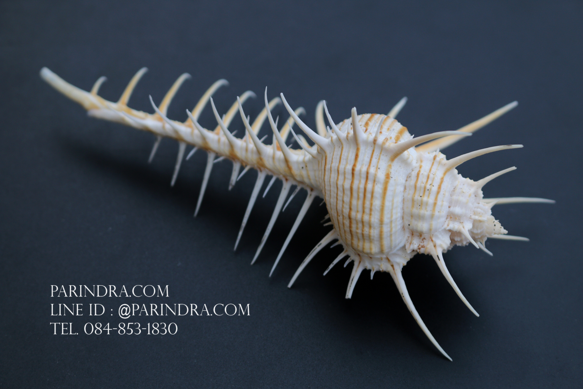 หอยสังข์หวี หอยสังข์หนาม (Murex pecten) ขนาด นิ้ว #MUREX003