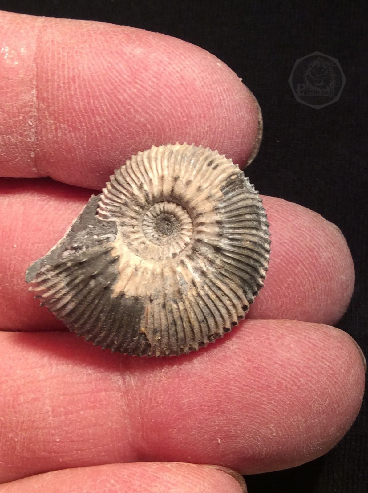 ฟอสซิลหอย Ammonite Kosmoceras Jason (หายาก) - จาก Ashton Keynes - UK #AM008 (จองแล้ว)
