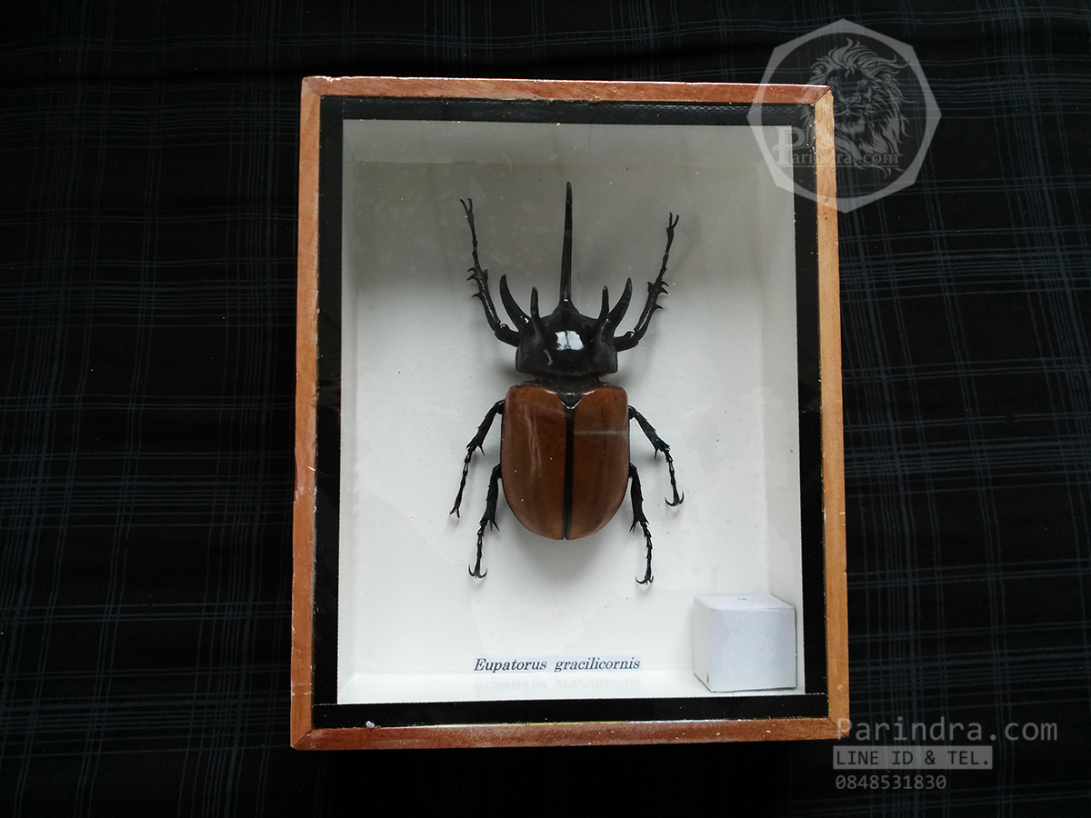 ด้วงกว่างห้าเขา กว่างซางเหนือ ( Eupatorus gracilicornis Arrow ) เพศผู้ ในกรอบไม้น้ำตาล สำหรับตั้งโชว์ ขนาด 5x6 นิ้ว