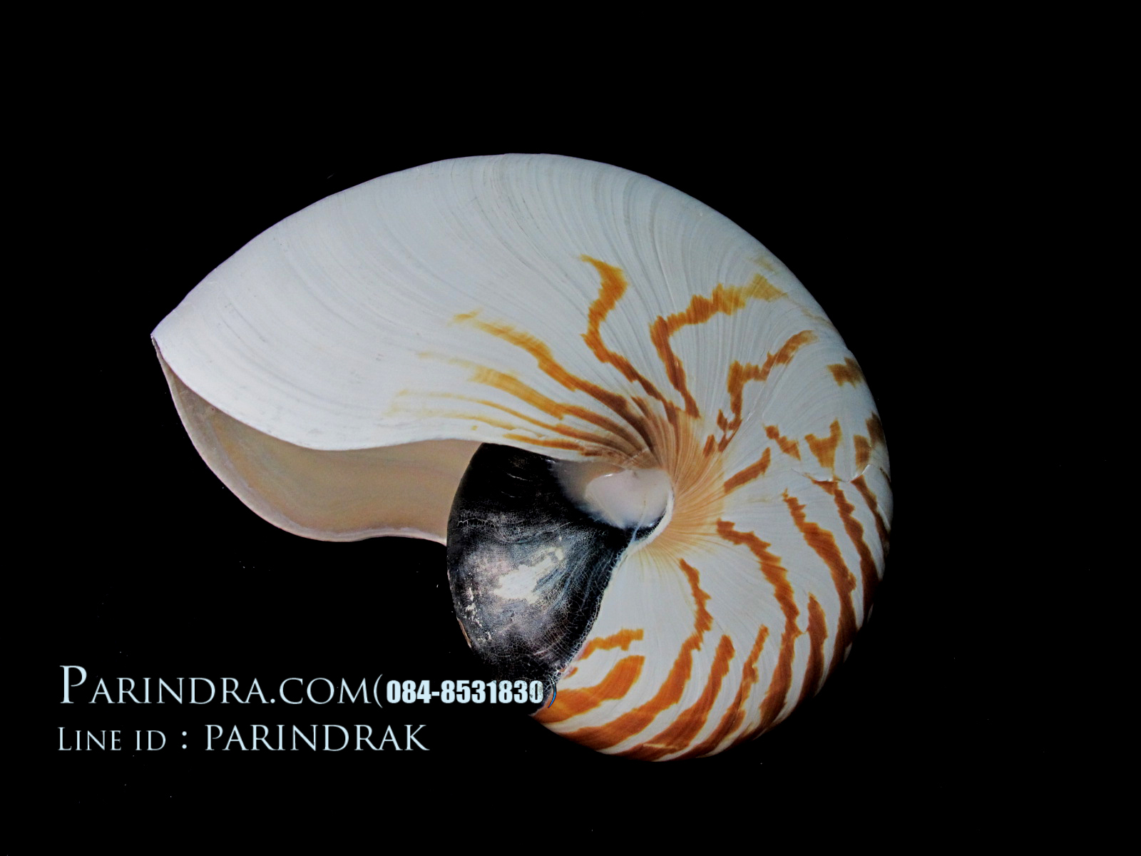 ขายเปลือกหอยงวงช้าง นอติลุส ขนาดใหญ่ 002