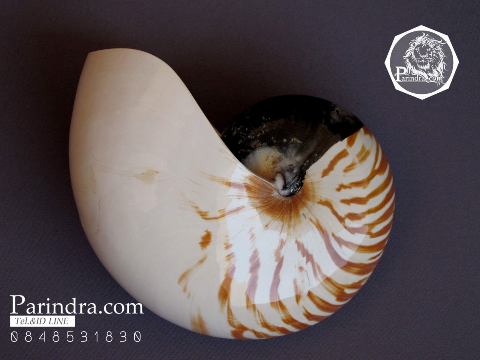 ขายเปลือกหอยงวงช้าง นอติลุส Nautilus pompilus ขนาด 6 นิ้ว NP005