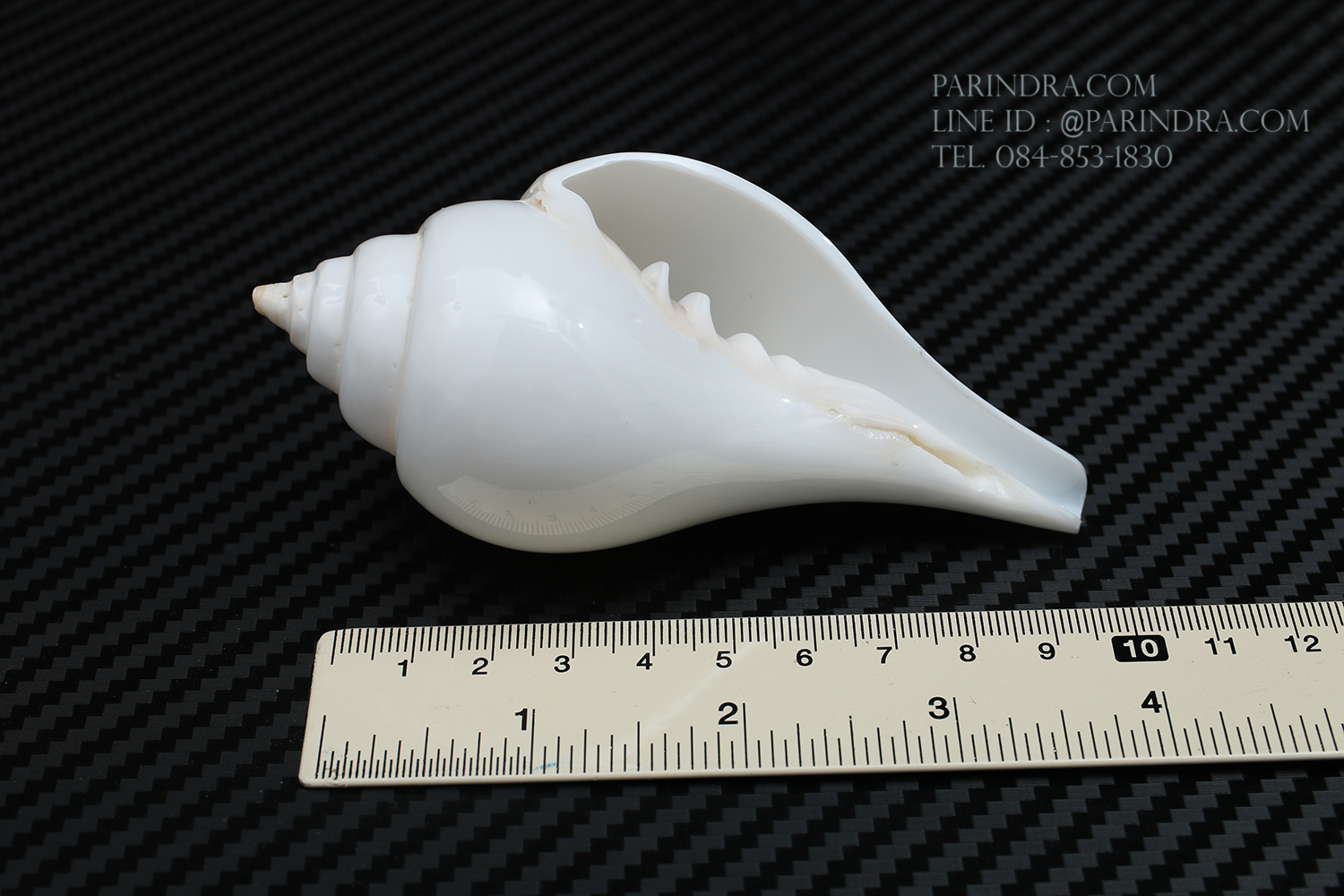 หอยสังข์อินเดียแท้ หอยสังข์เป่า หอยสังข์รดน้ำ (Turbinella pyrum) ขนาด 4 นิ้ว #TUP002