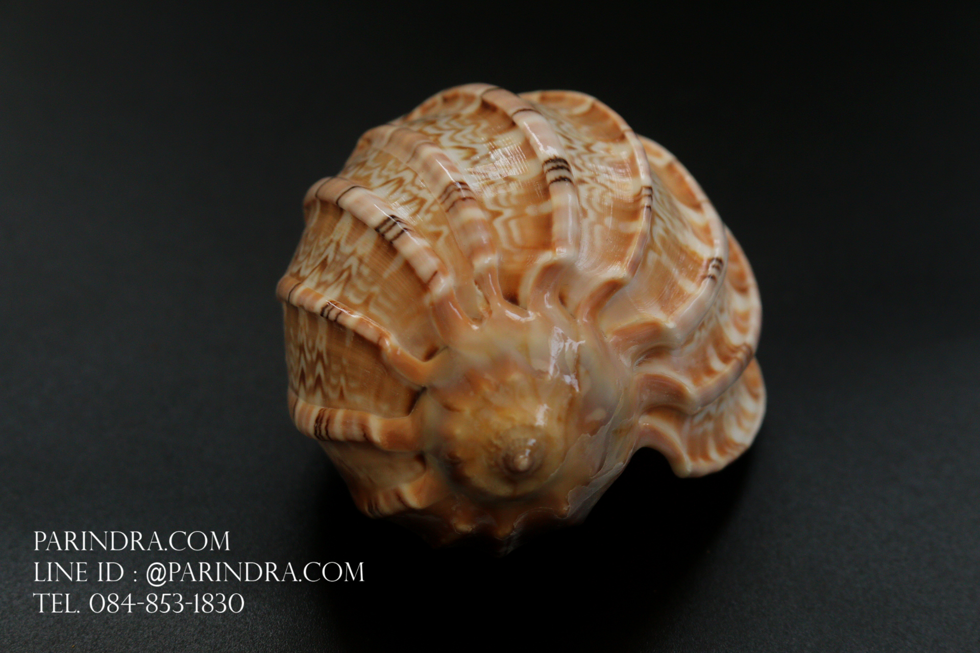 เปลือกหอยมะเฟือง #Harpa articularis ขนาด 3 นิ้ว