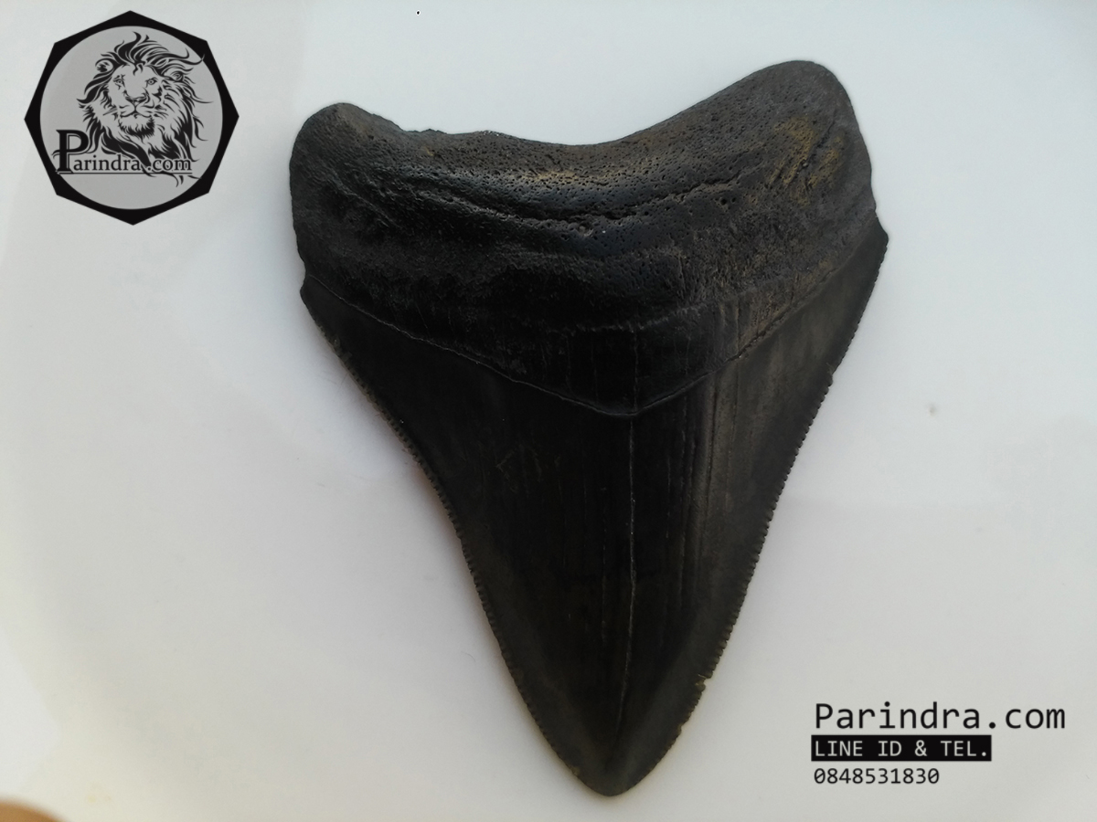 ฟันฉลามยักษ์เมกกาโลดอน Megalodon จาก South Carolina USA ขนาด 2 7/8 นิ้ว #MGT003