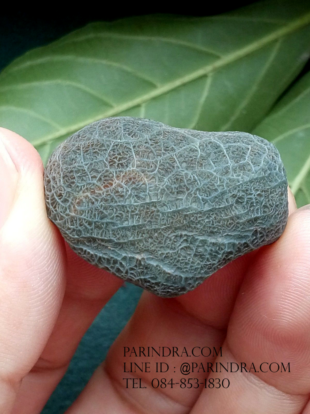 หินรูปทรงประหลาดจากทะเลทรายโกบี GOBI Filament Stone #GOBI002