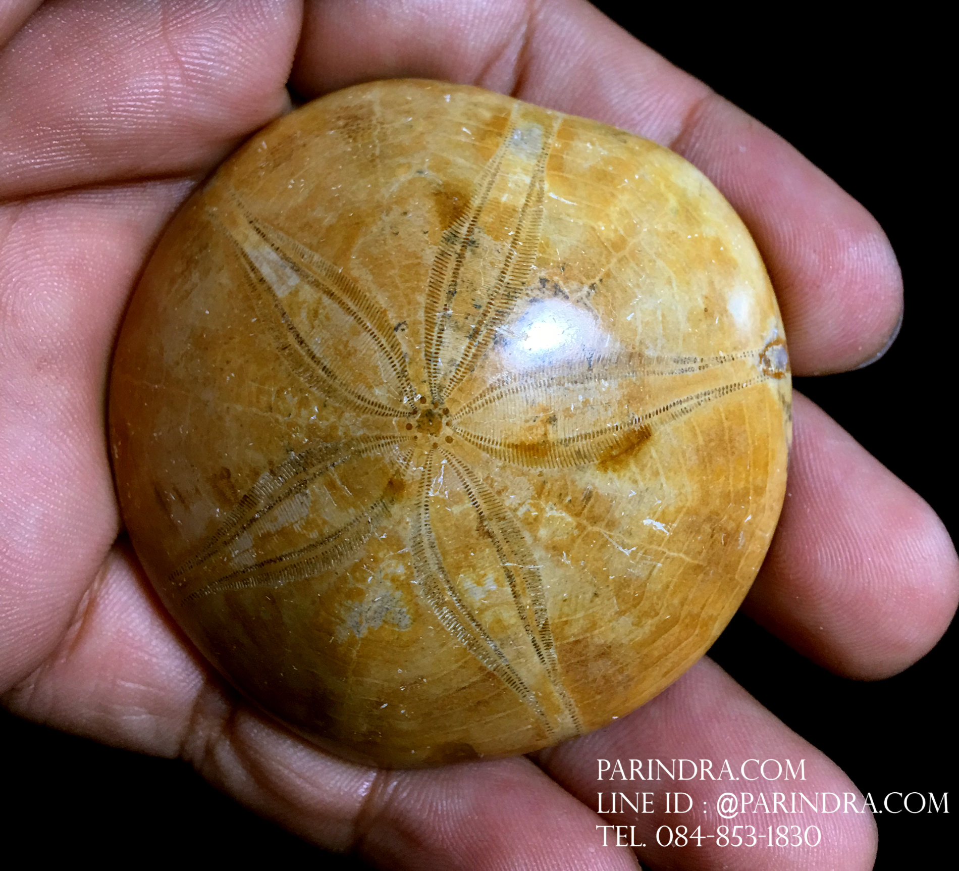 ฟอสซิล Sand Dollar FOSSIL Echinoid จาก Madagascar #SDF002
