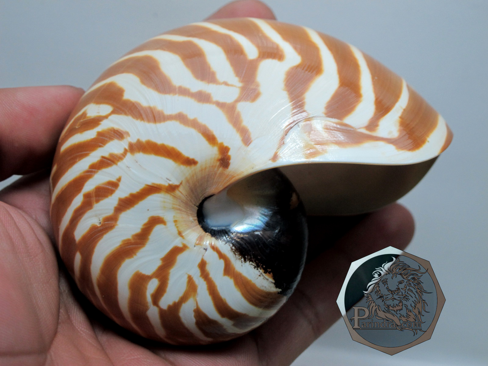 ขายเปลือกหอย นอติลุส งวงช้าง ขนาดเล็ก ผิวธรรมชาติยังไม่ขัด คัดสวย