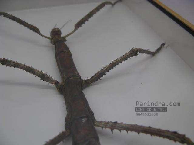 แมลง ตั๊กแตนกิ่งไม้ ( Tirachoidea westwoodi) ในกรอบไม้สีน้ำตาล สำหรับตั้งโชว์ ขนาด 8 x 12 นิ้ว