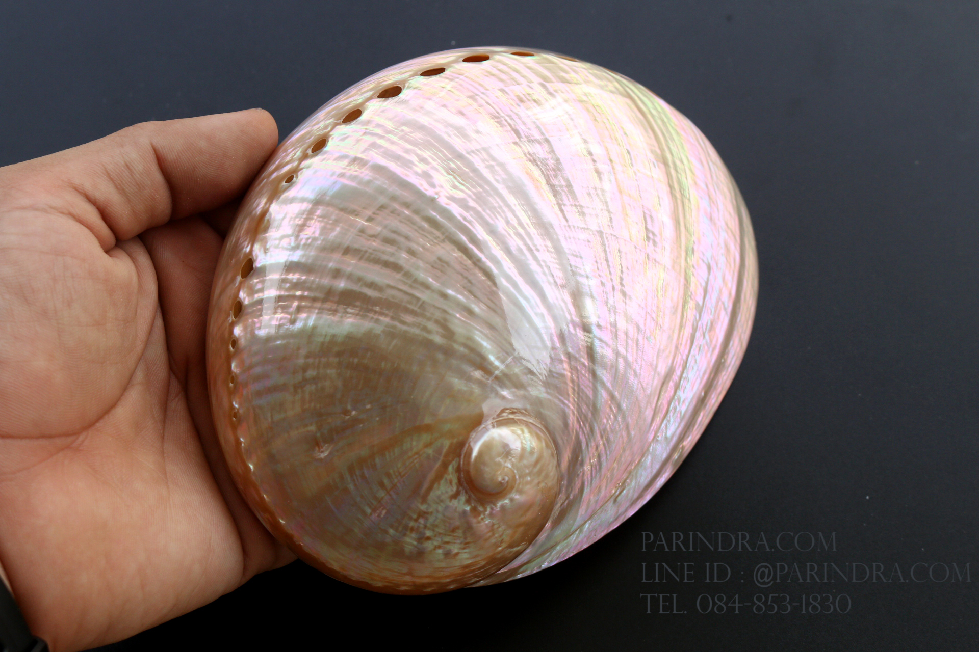 เปลือกหอยเป๋าฮื้อแท้ (Abalone) ขัด สีฃมพูเหลือบรุ้ง ขนาดใหญ่ 6 นิ้ว สำหรับตกแต่งและงานฝีมือ