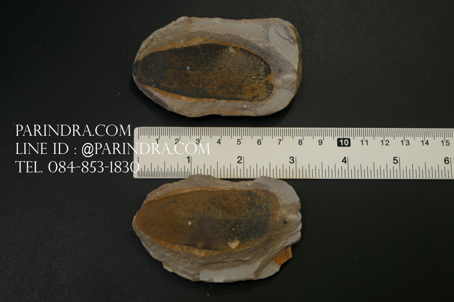 ฟอสซิลเฟิร์น ชนิด Neuropteris sp. จาก Mazon Creek, Illinois, USA #FRN002